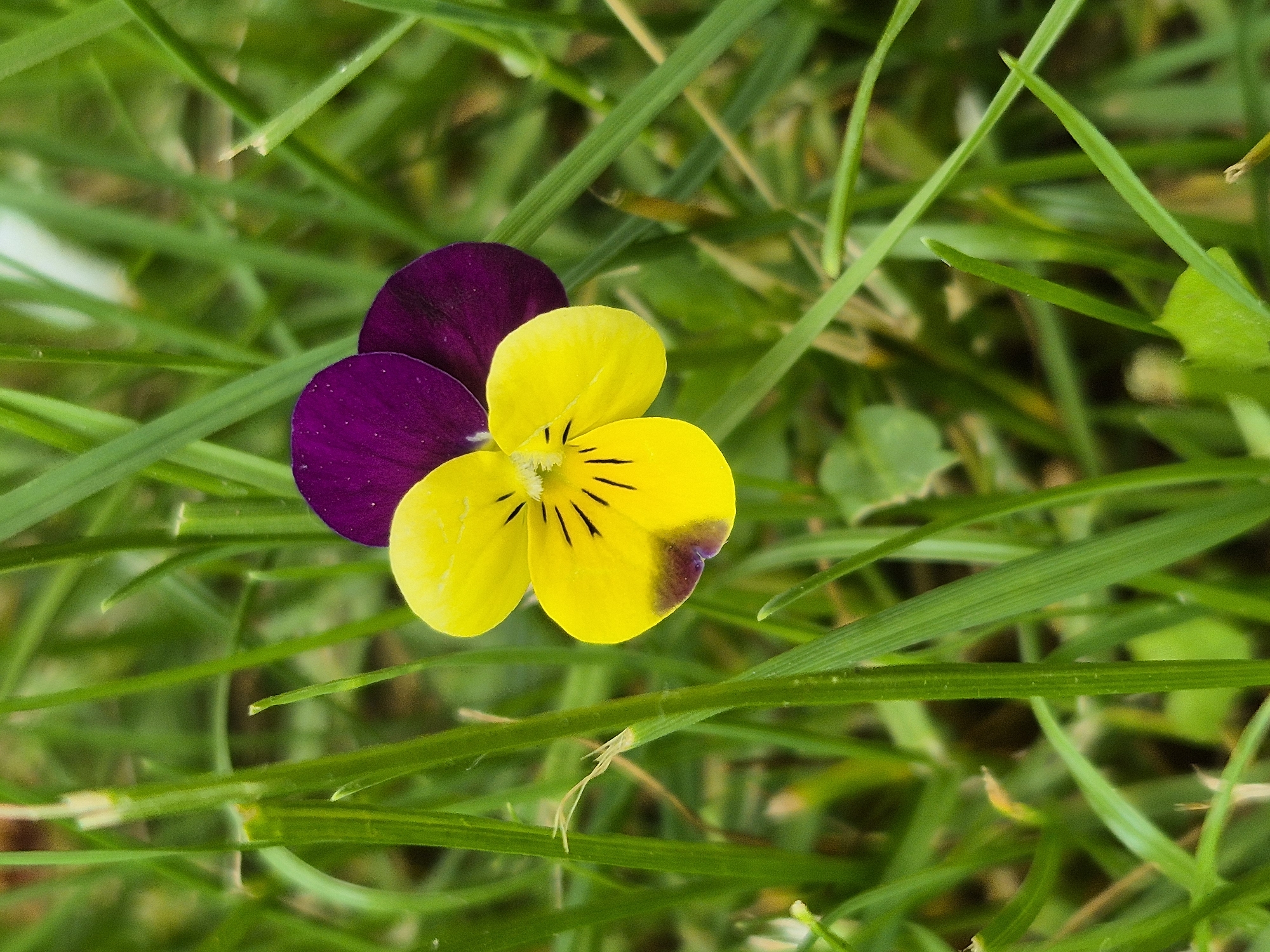 Spring flowers documented in close-up photography session