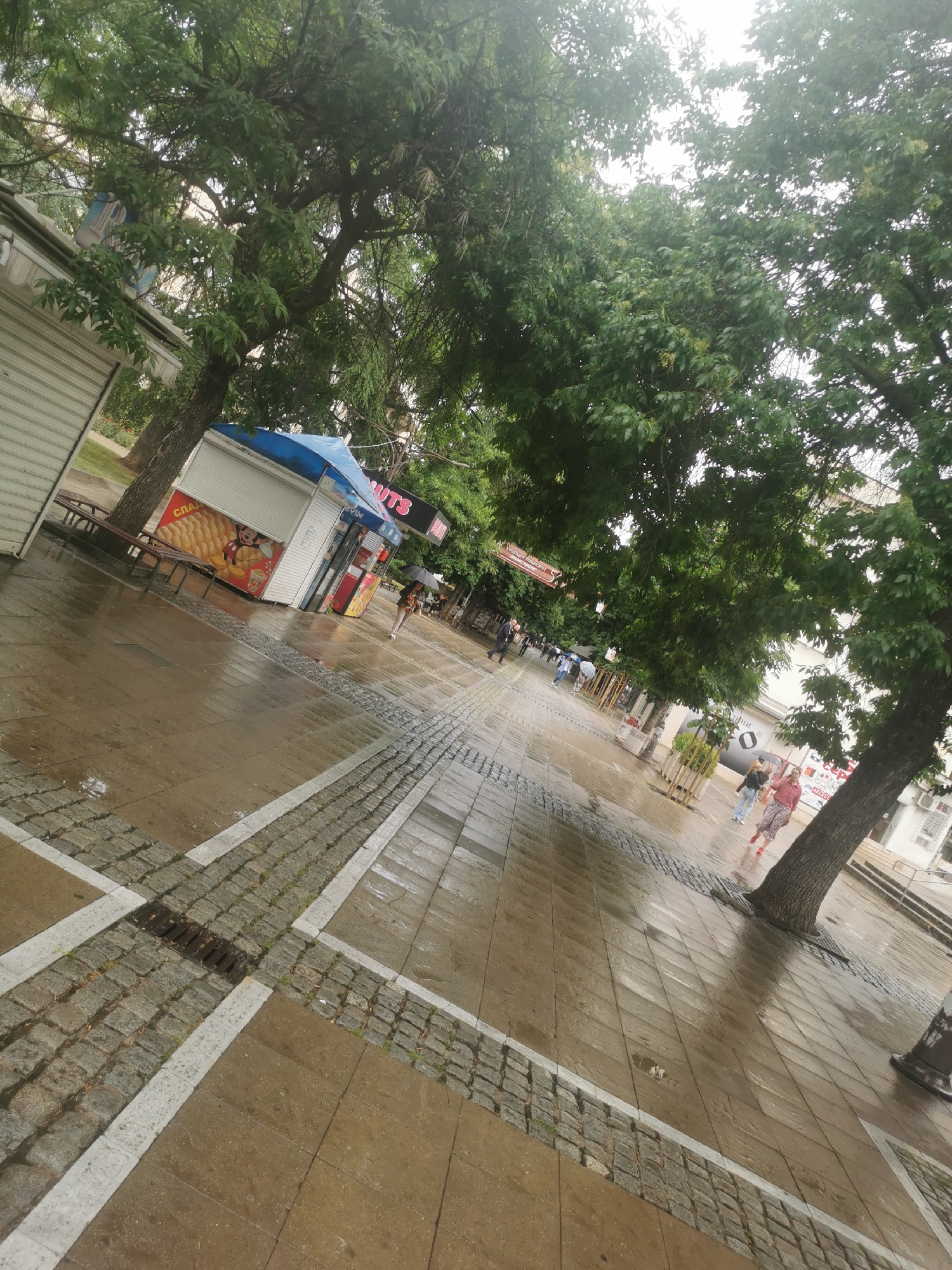 Rain-soaked streets and blooming roses observed in Blagoevgrad