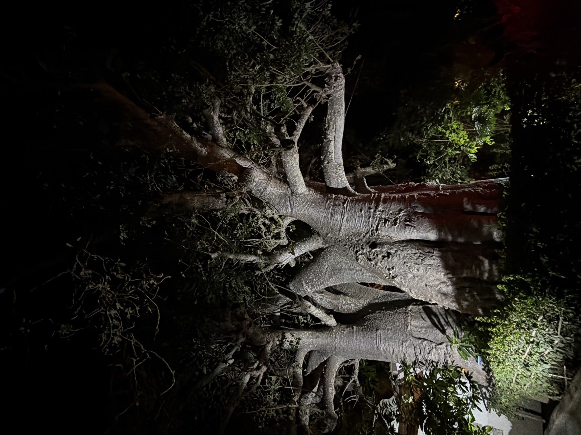 Large baobab tree found fallen in Pemba, Mozambique