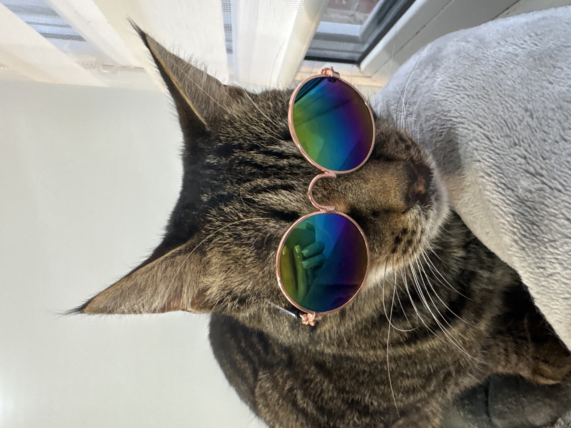 Cat in Rainbow Sunglasses, Dramatic Sunset Captured in Chernushka