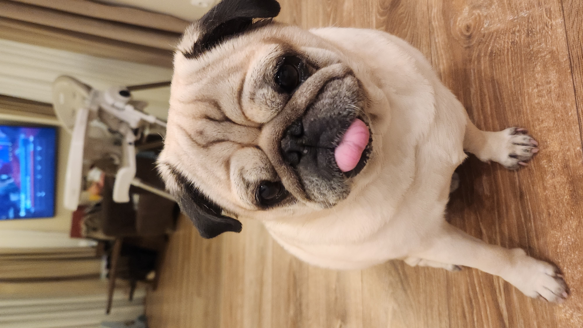 Pug and luxury items documented in Plovdiv evening scene