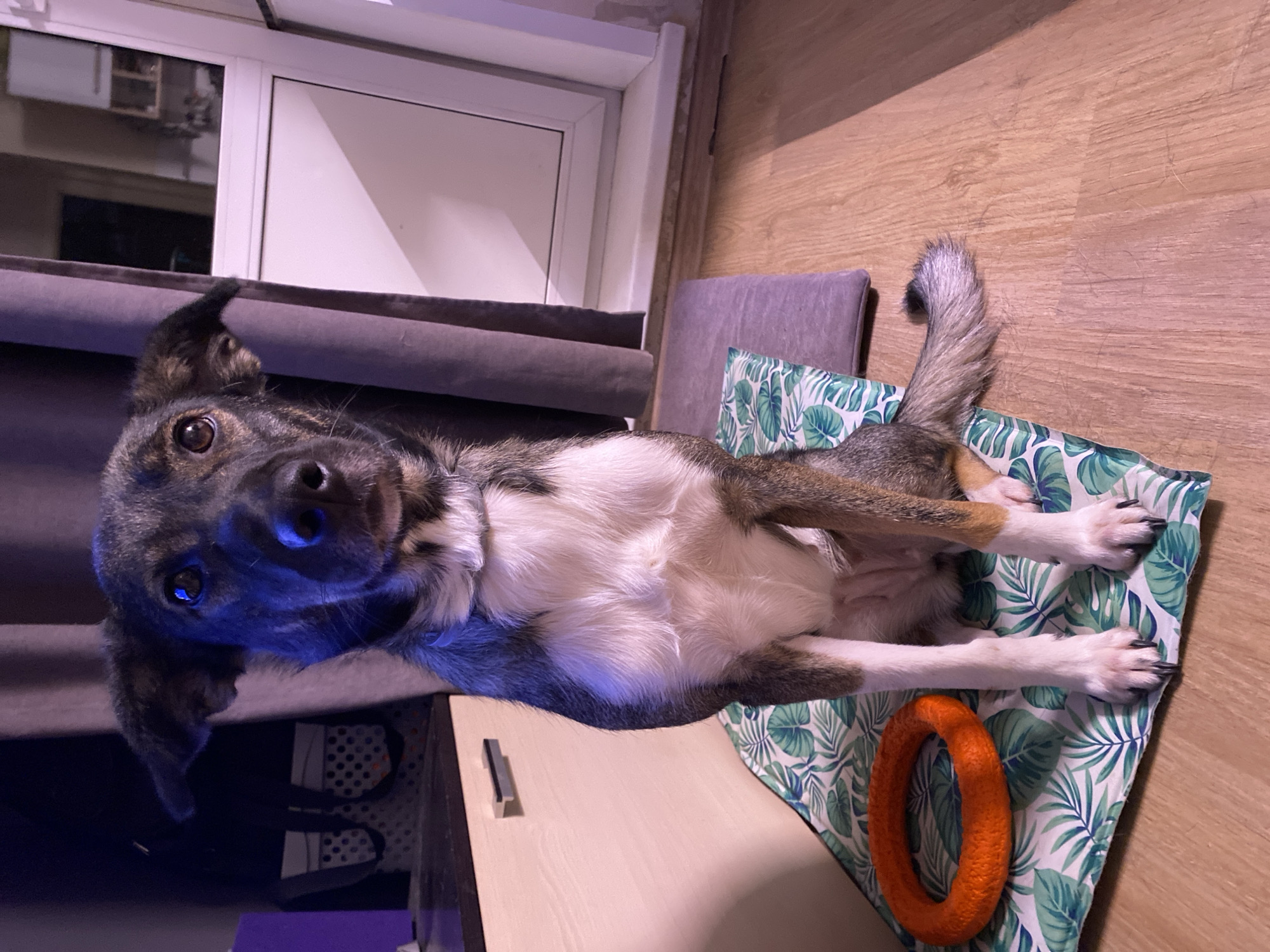 Casual pet photos captured in Chaikovsky homes Thursday evening