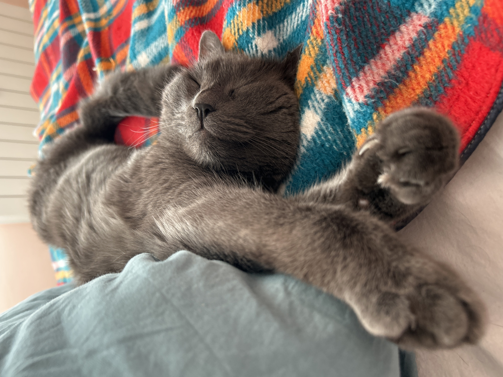 Gray cat naps on blue bedding in Veliko Tarnovo