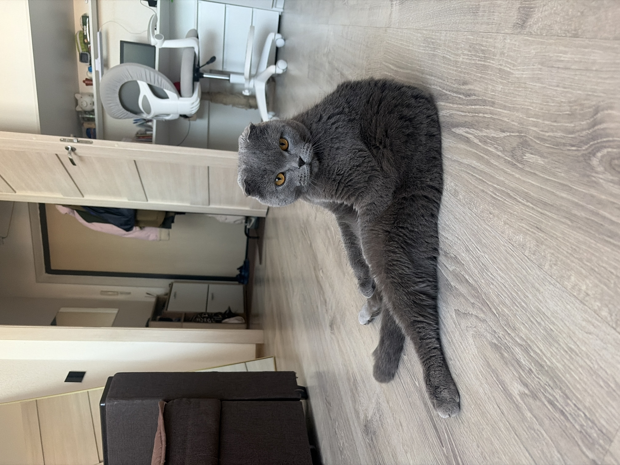 Woman and Scottish Fold cat share quiet apartment moments