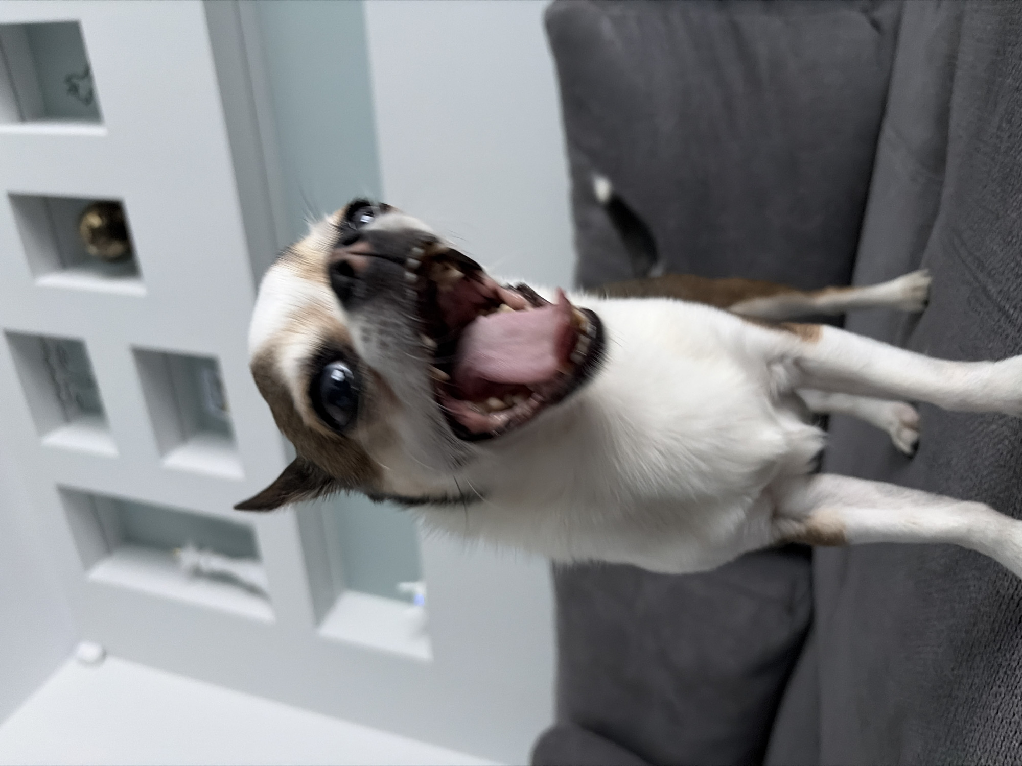 Small dog rests on couch in Bulgarian home