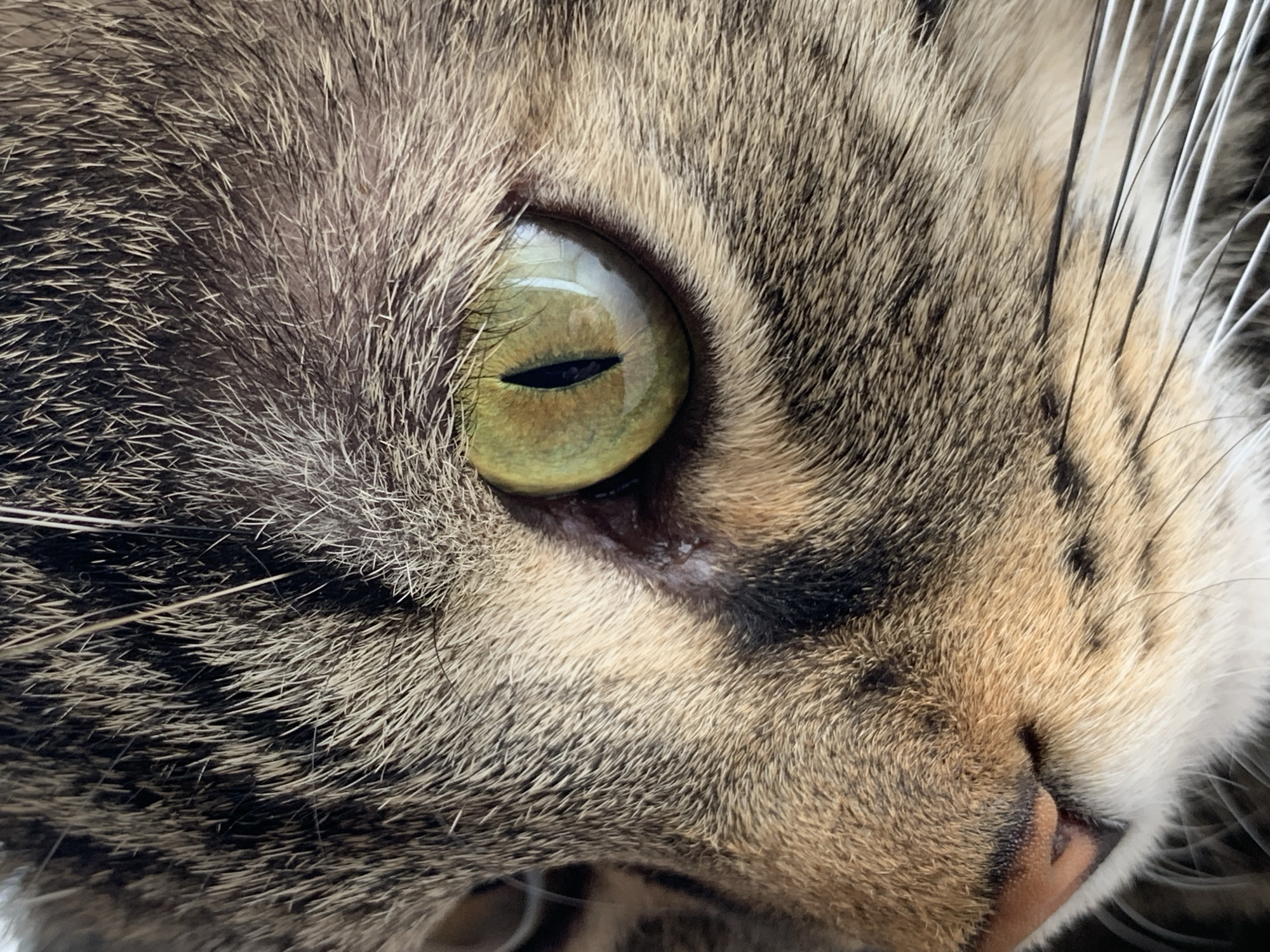 Tabby cat's lazy afternoon in Stavropol, pelmeni included