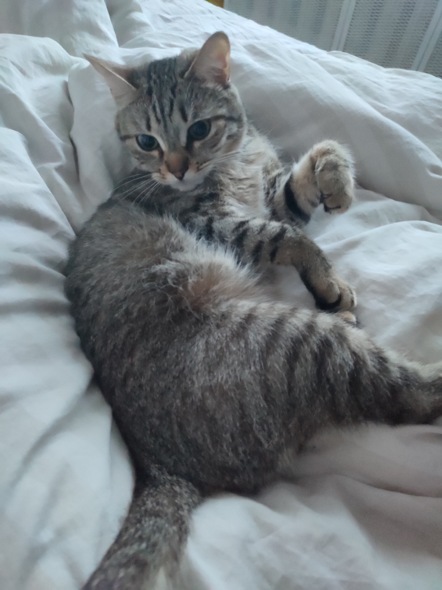 Tabby cat photographed on bed in Chaikovsky, Russia