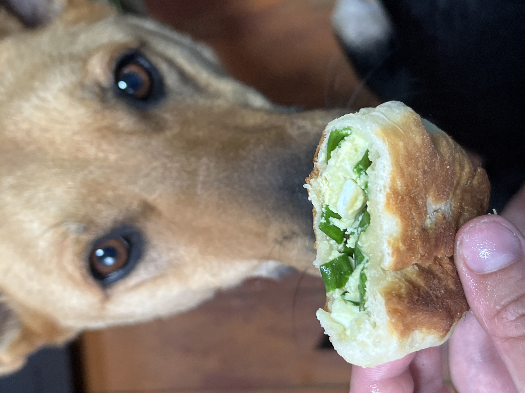 Homemade pirozhki, curious dogs, and a Sphynx cat in Nizhny Tagil
