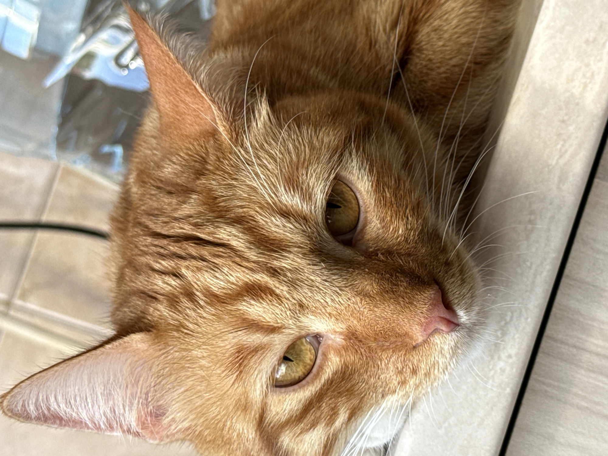 Orange tabby cat resting on a countertop in Vratsa, Bulgaria