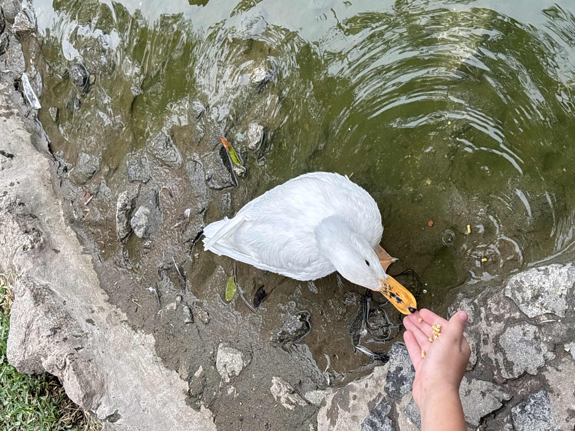 Visitors hand-feed ducks at Lima park pond