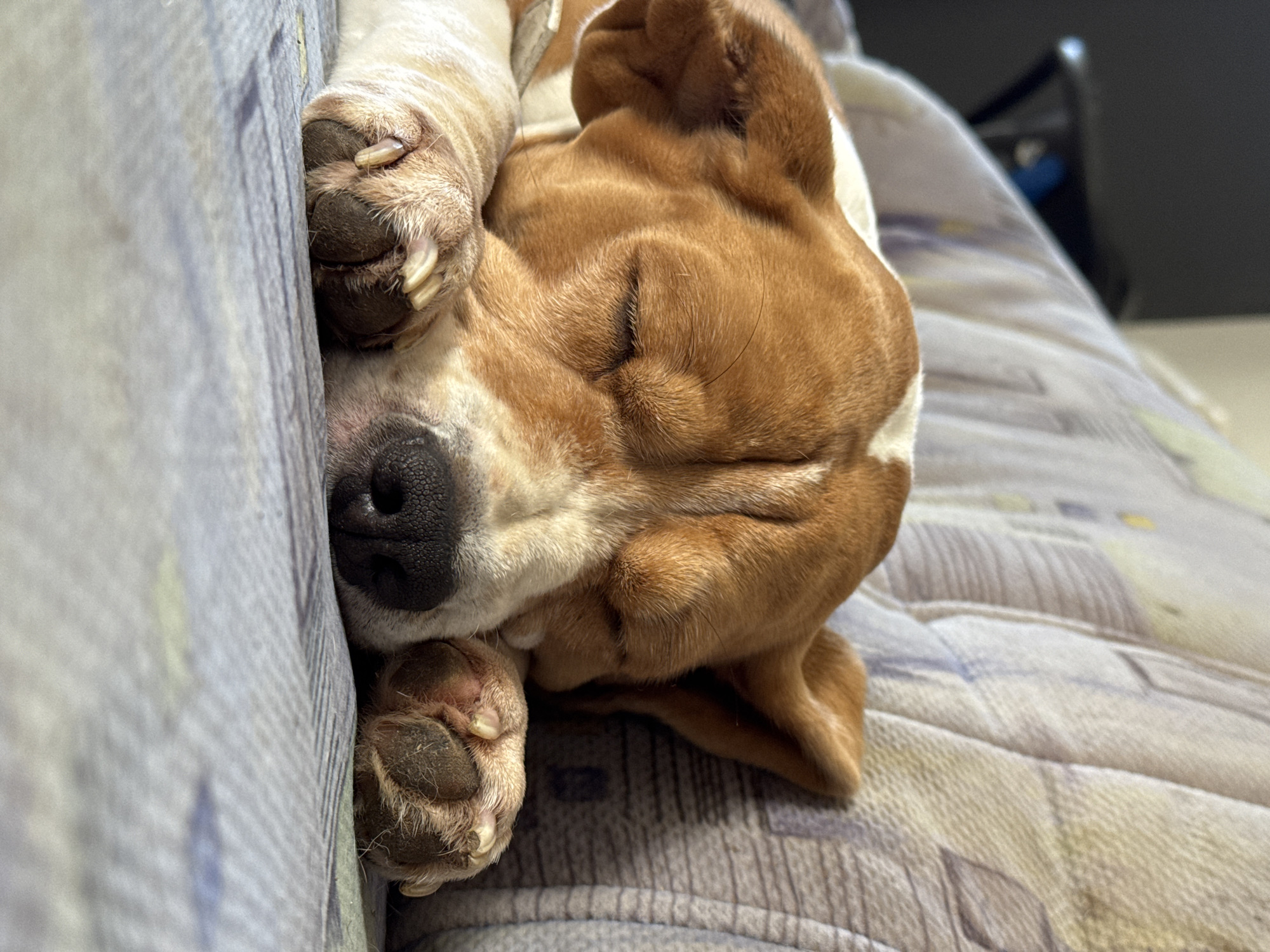 Quiet morning moments with pets and daily life in Rusalevka