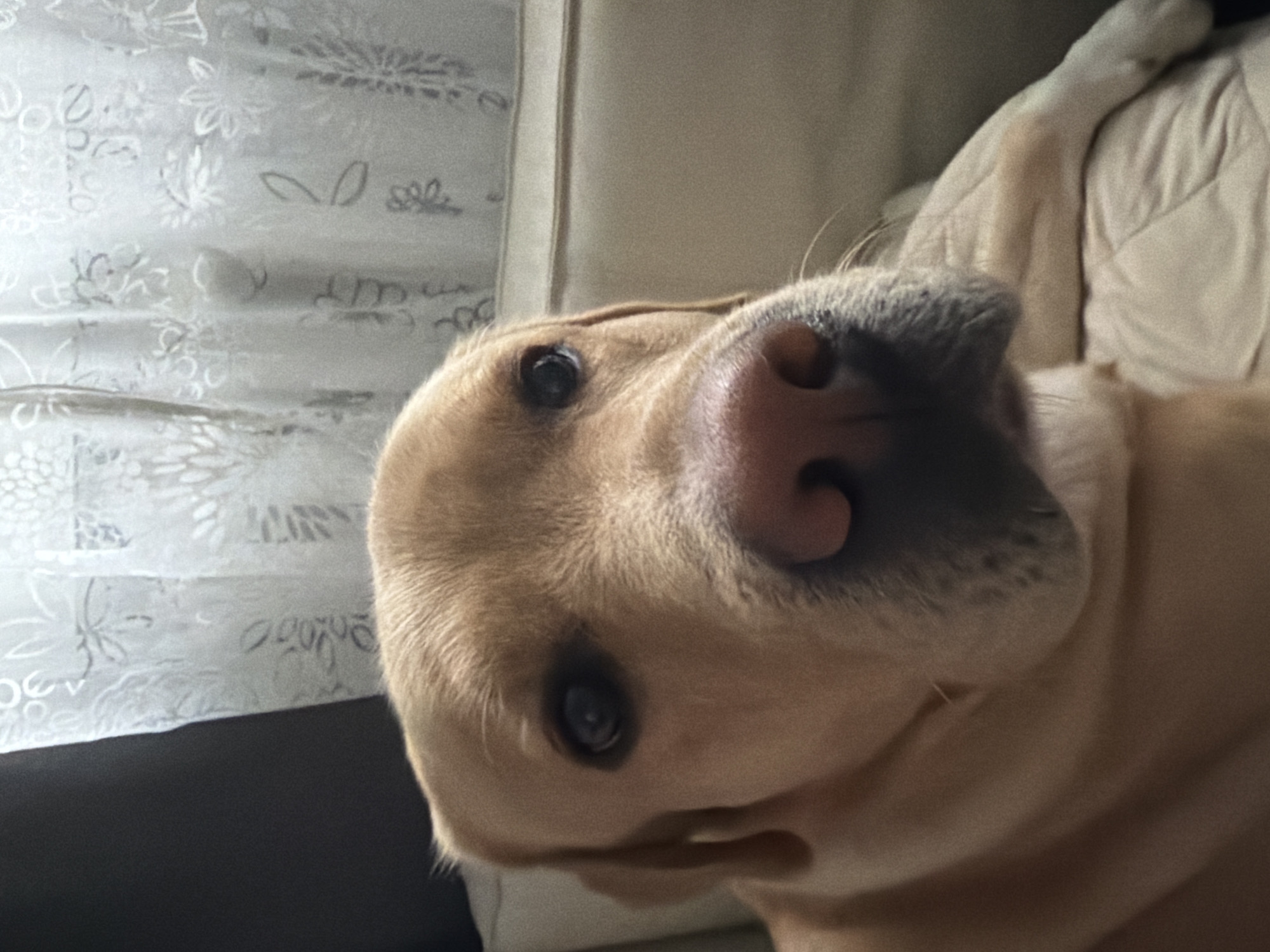 Labrador Retriever lounging on a dark wood floor, multiple angles