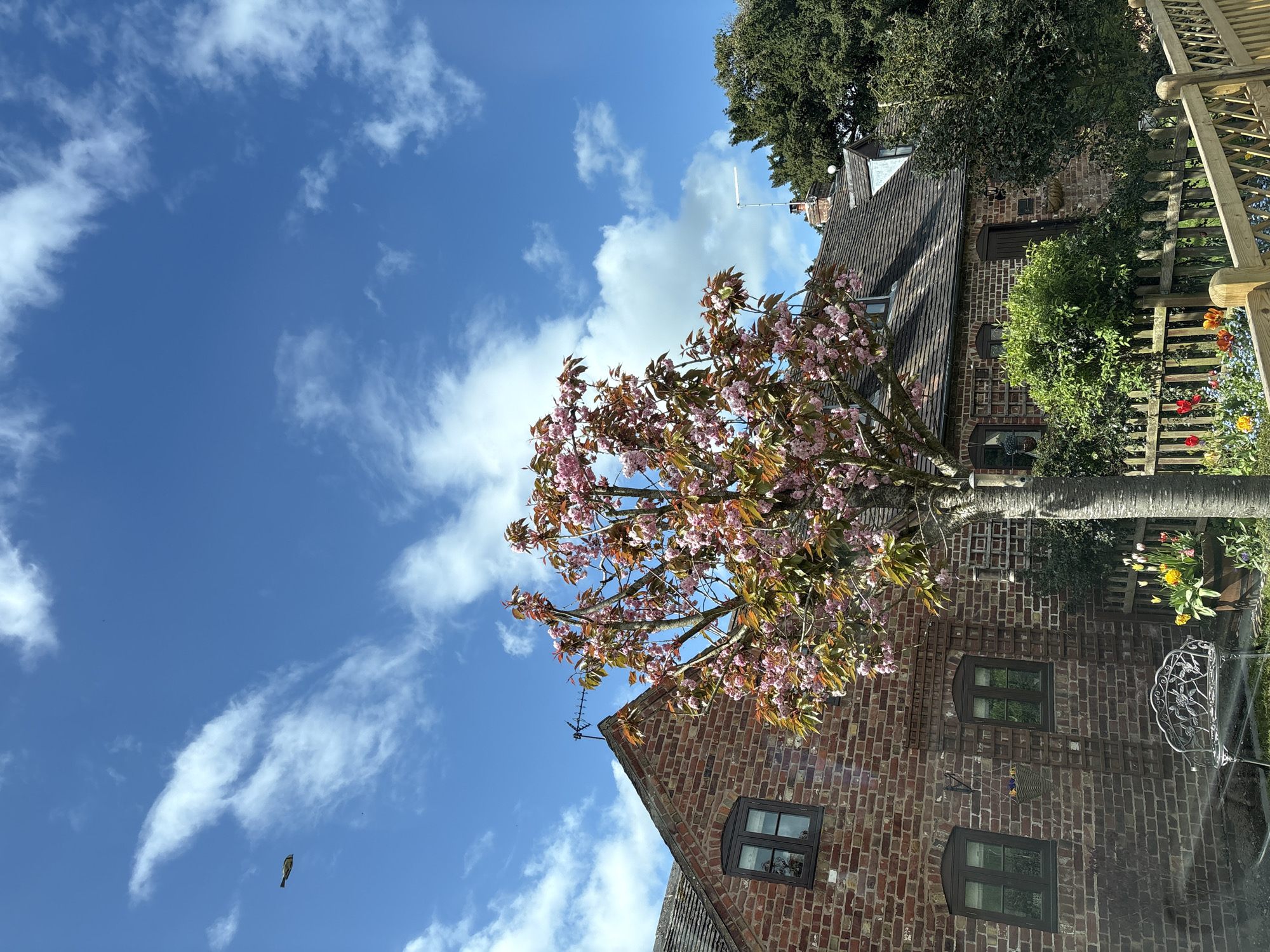 Pink-flowered tree blooms near brick building in Shrewsbury