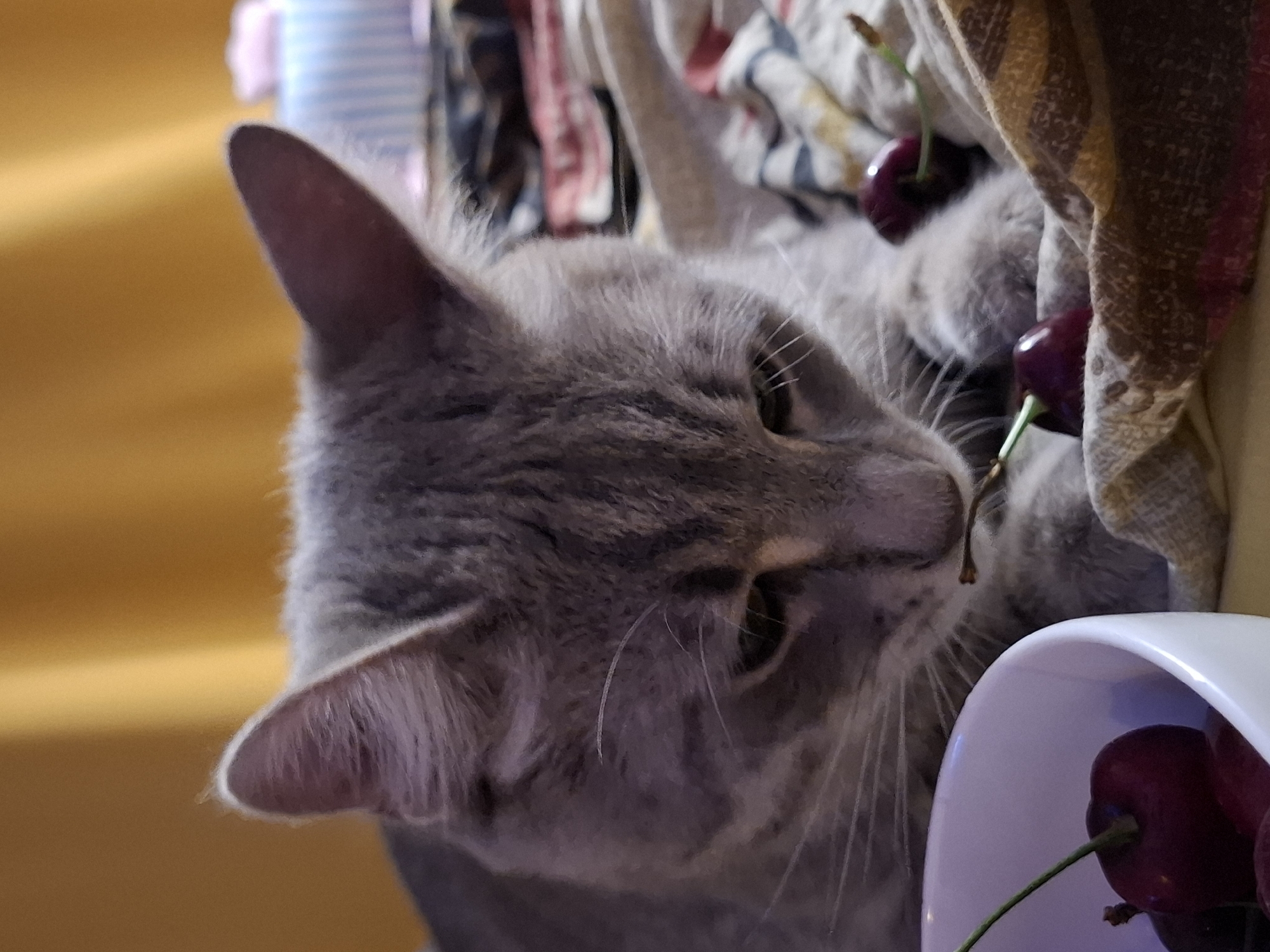 Grey tabby cat going about its evening at home