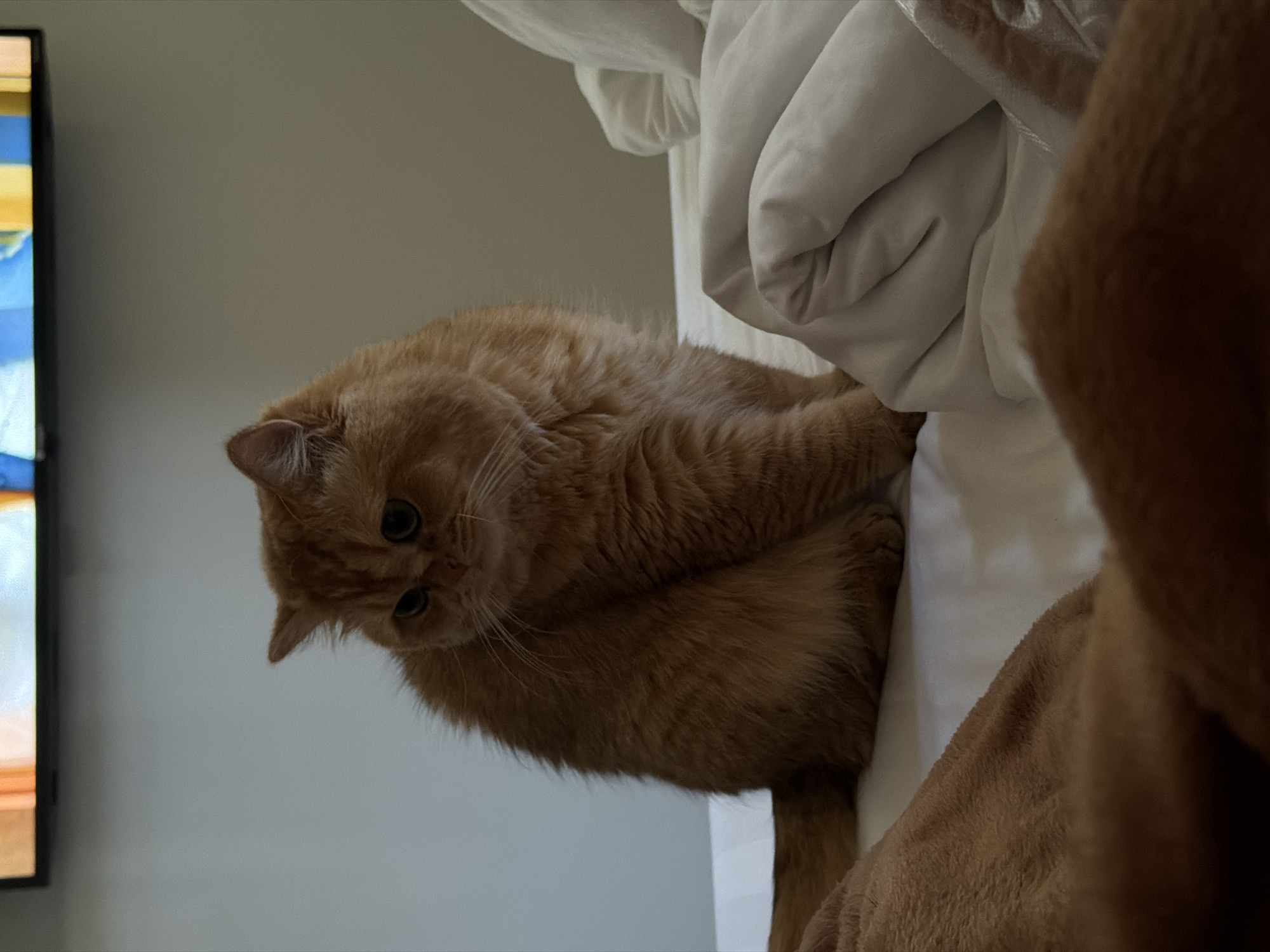 Cats, pickleball, and street life across a Đà Nẵng morning