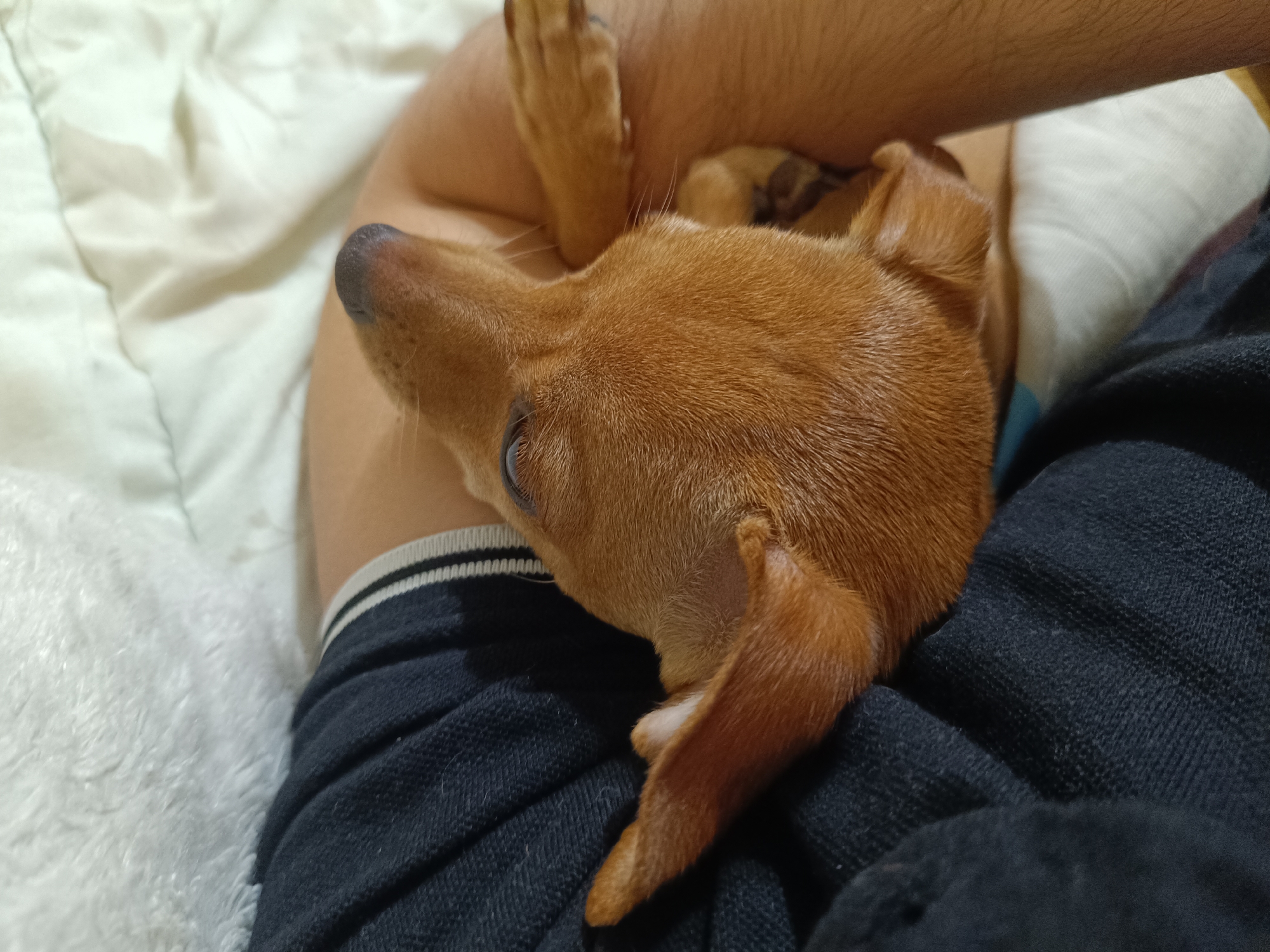 Small dog rests peacefully in owner's arms in Bulgaria