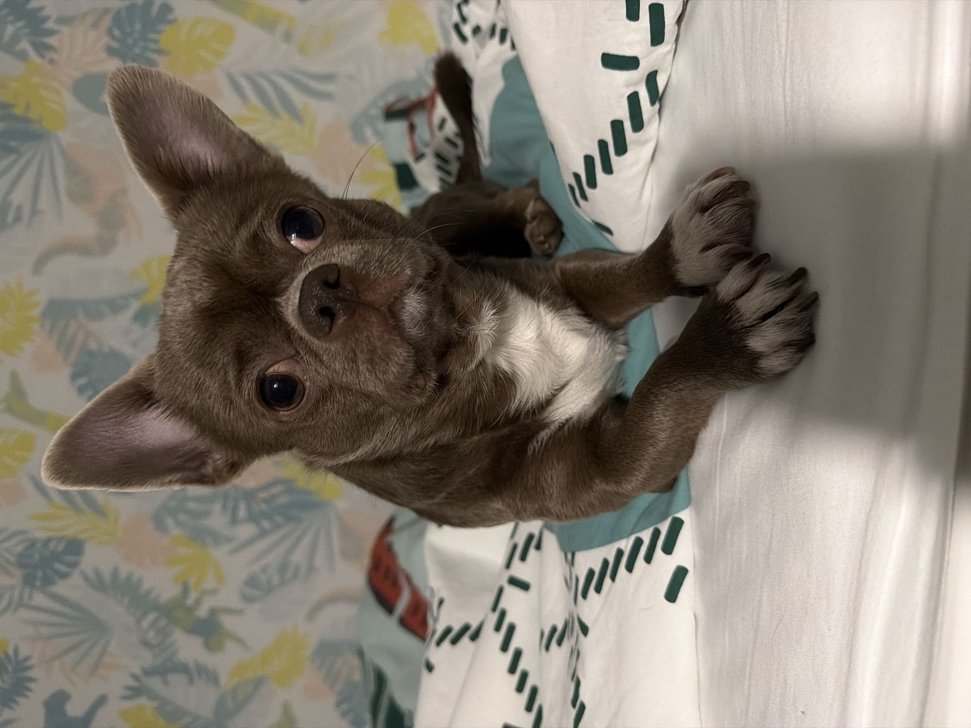 Child plays indoors with pet chihuahua in Votkinsk home