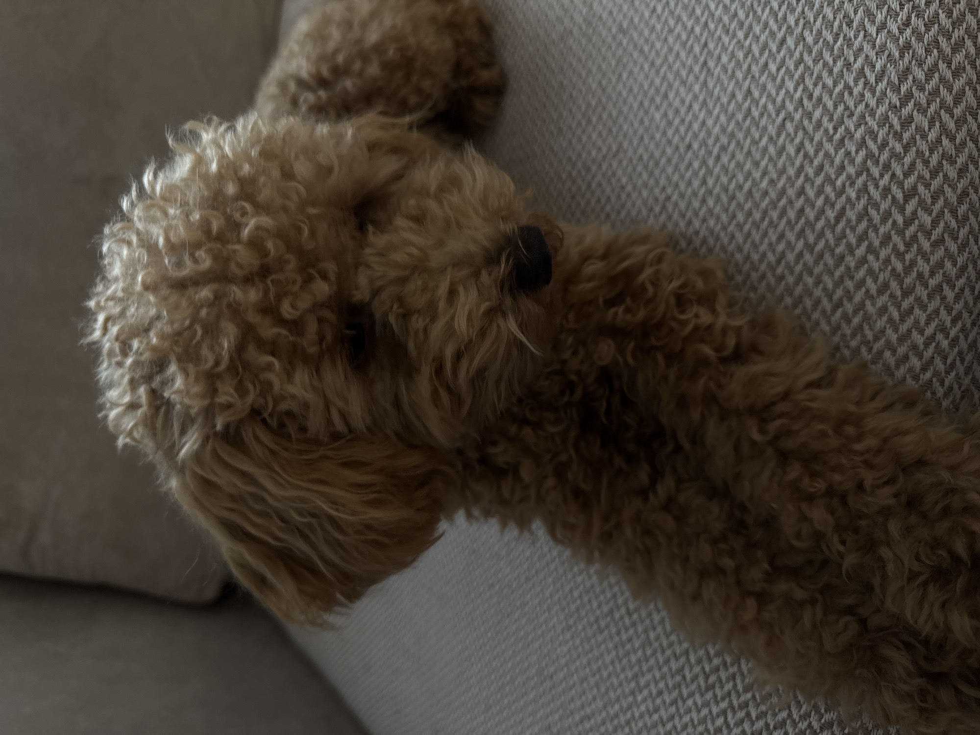 Curly poodle lounging on a couch in Pervomaysky