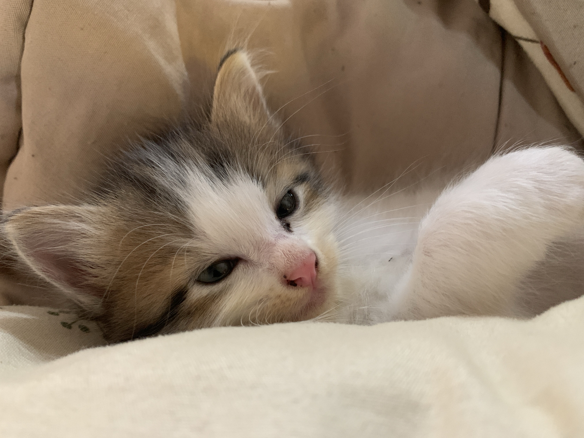 Young kittens photographed resting peacefully in Tanjungsepreh bedroom