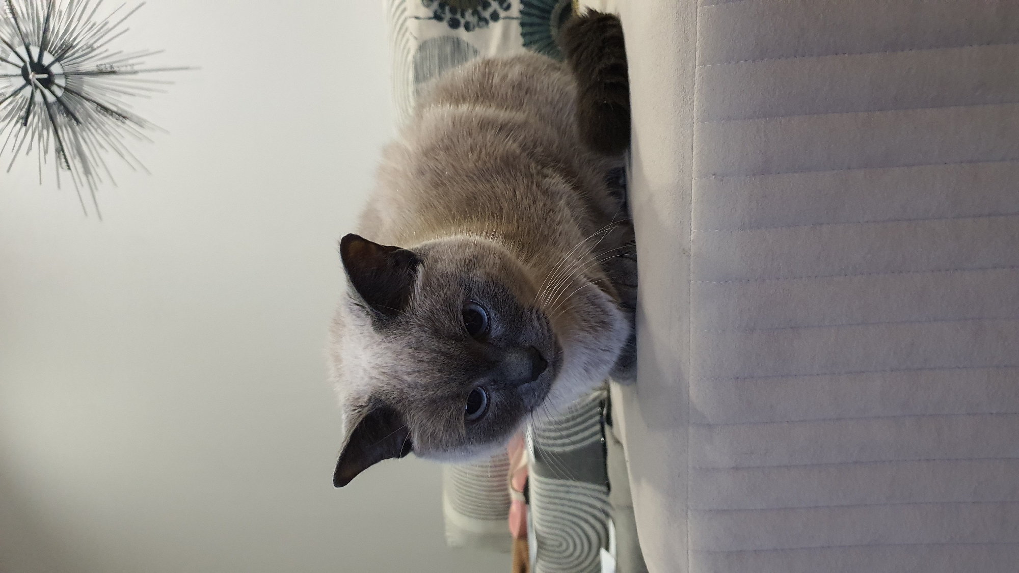 Siamese cat lounging around a Krasnoyarsk apartment