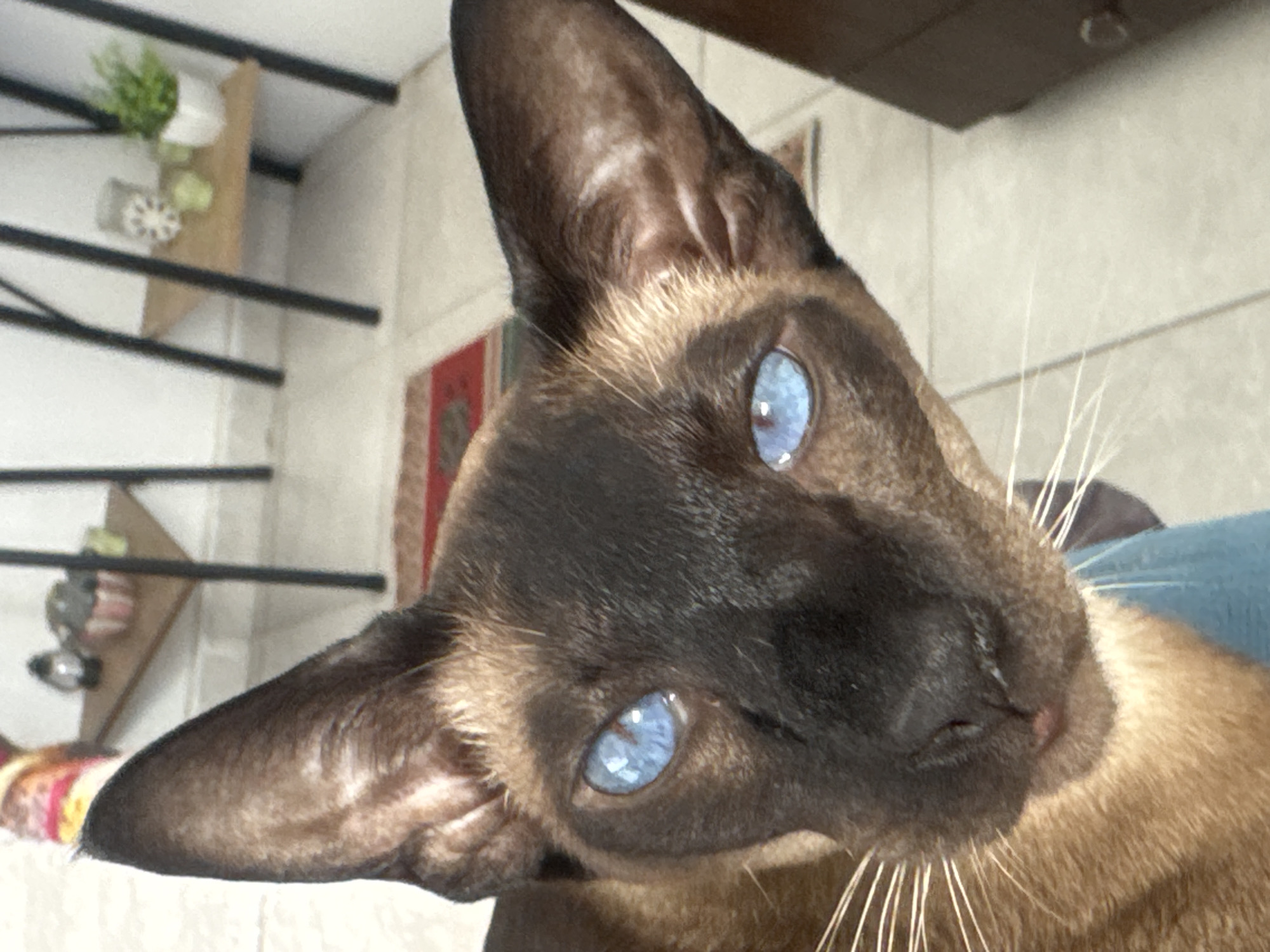 Siamese cat documented in quiet morning moments at Ramat Gan home