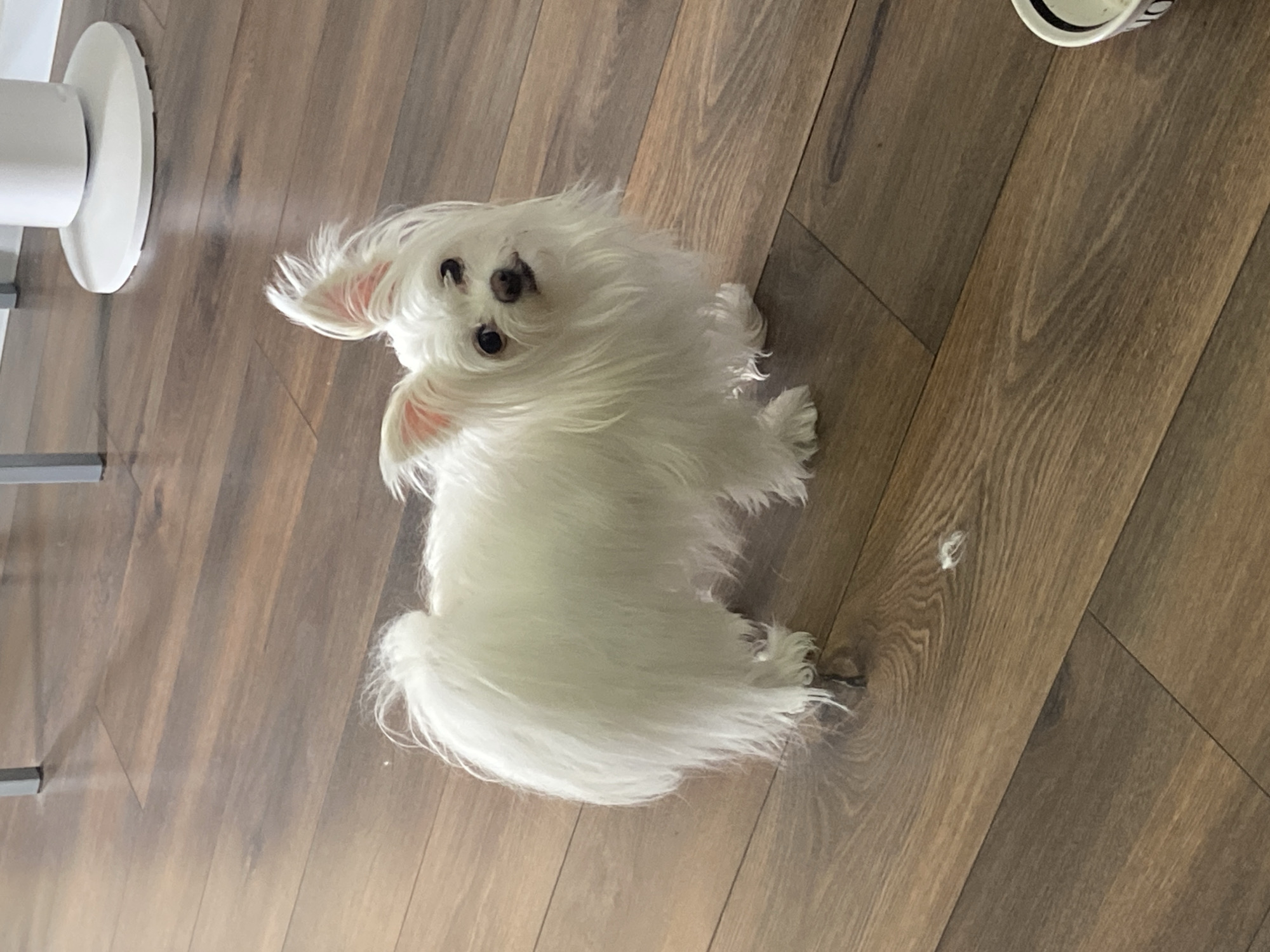 Fluffy white dog tilts head on wooden floor in Kharkiv