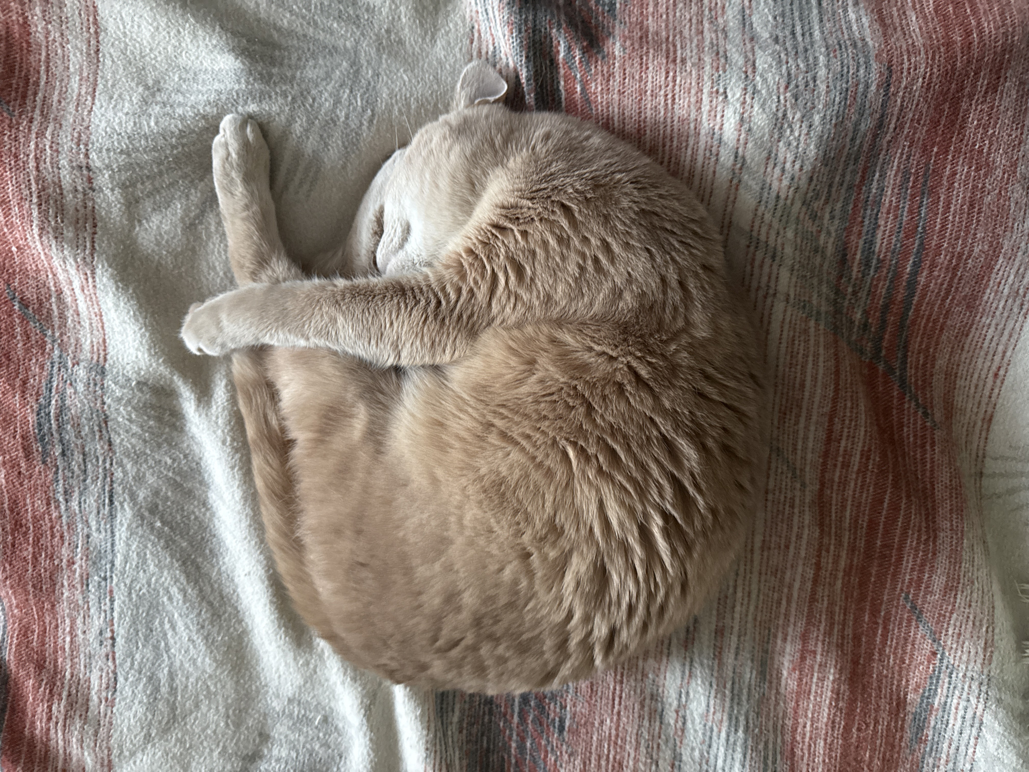 Cat sleeps curled up on blanket in Chaikovsky