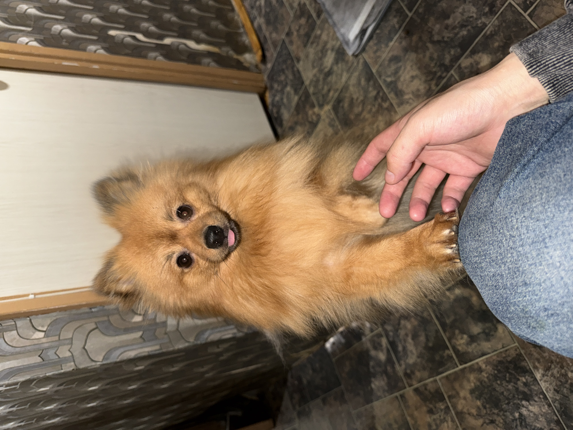 Domestic scenes captured in Khimki featuring man and Pomeranian dog