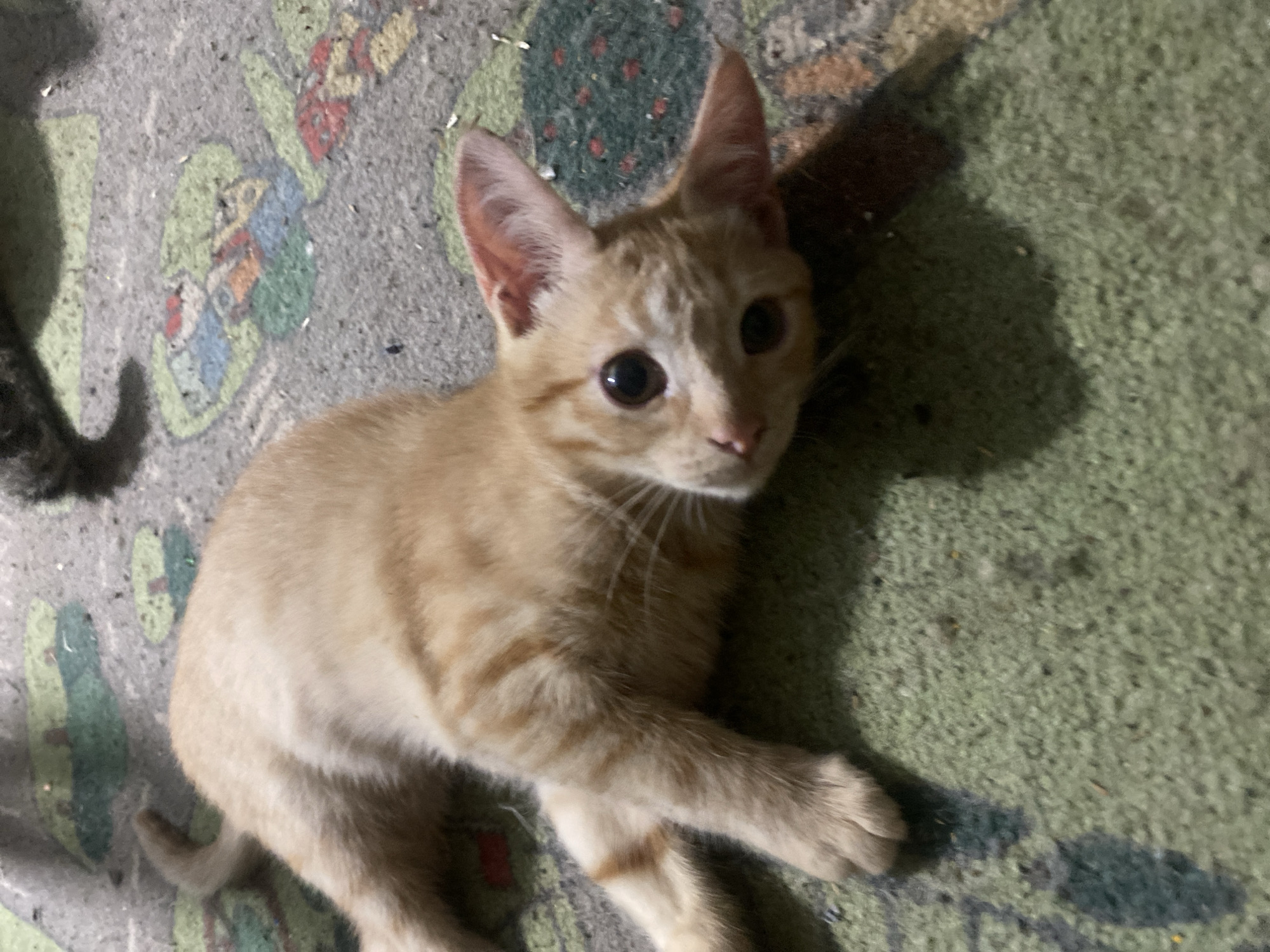 Cats, kittens, and a dog at home in Samara
