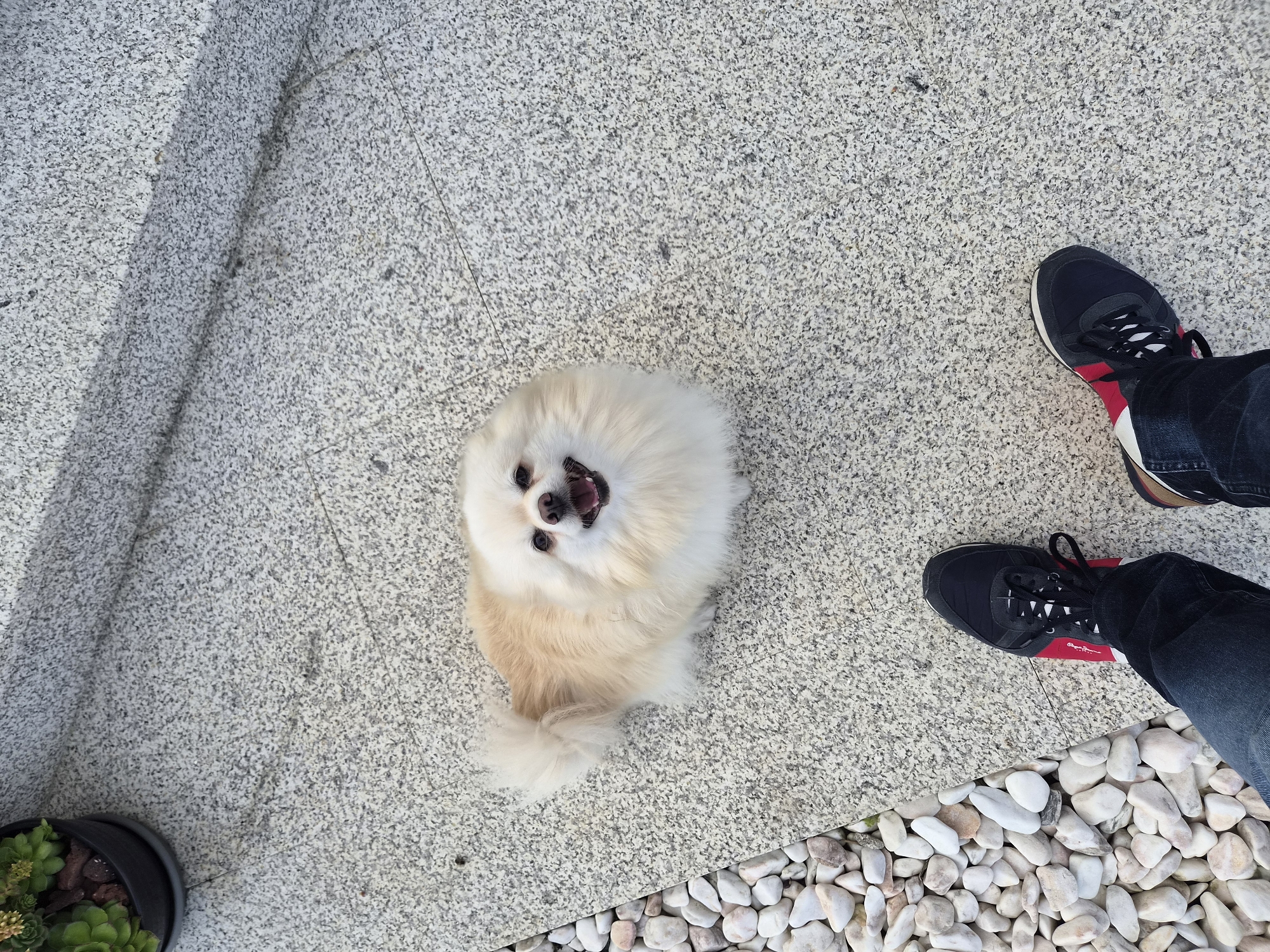 Pomeranian dogs play in residential courtyard in Barcelos, Portugal
