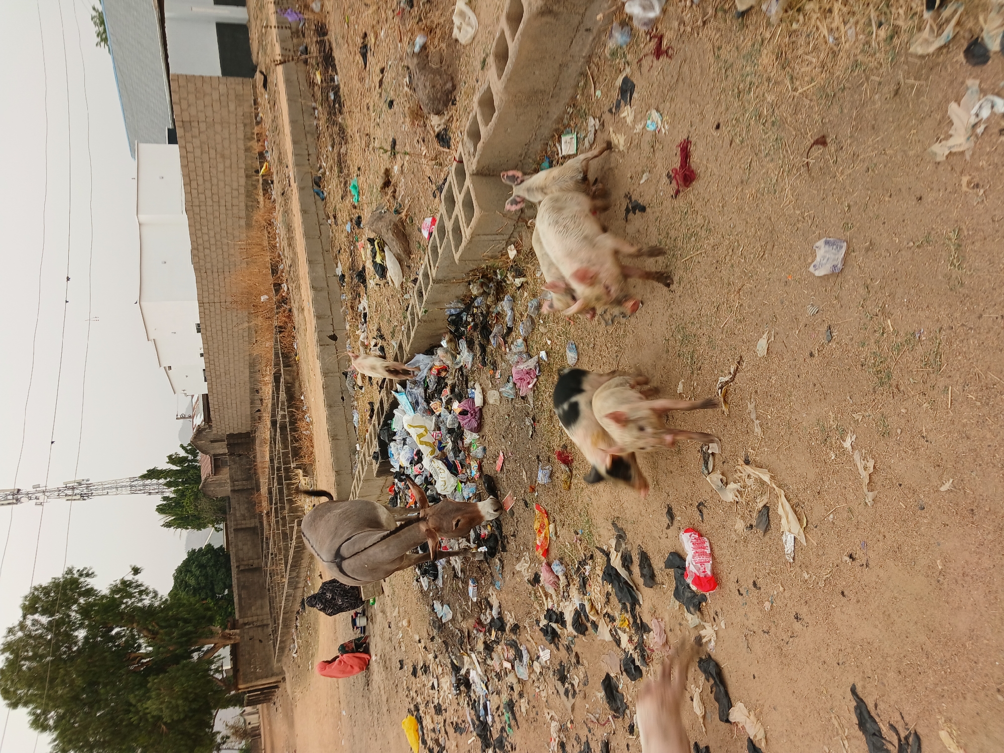 Donkeys forage through trash-strewn streets in Bauchi, Nigeria
