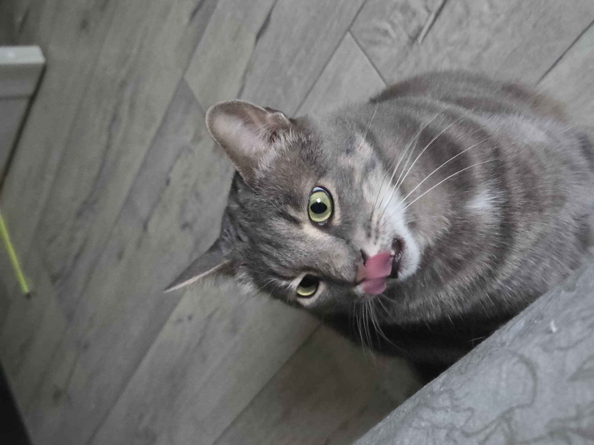 Grey tabby cat documented in quiet domestic moments