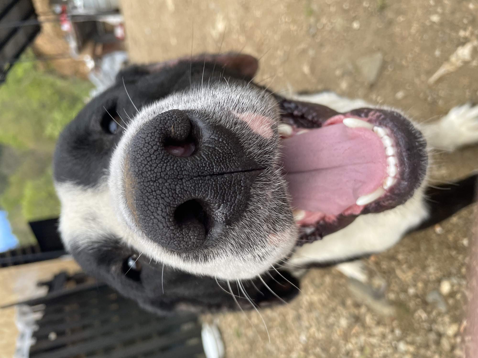 Dogs documented in rural Bulgaria during afternoon encounter