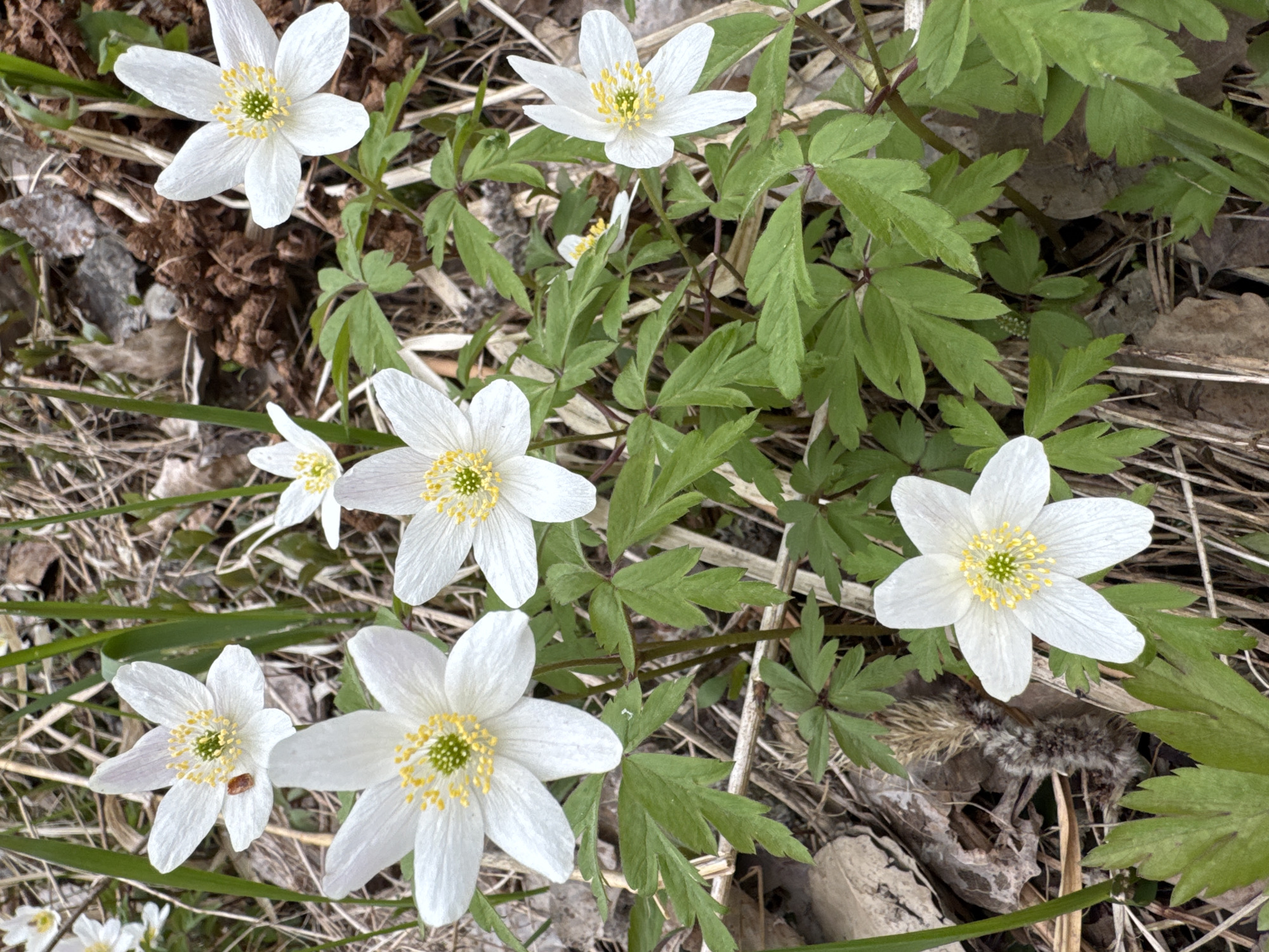 Spring scenes documented across Russian towns show flowers, pets