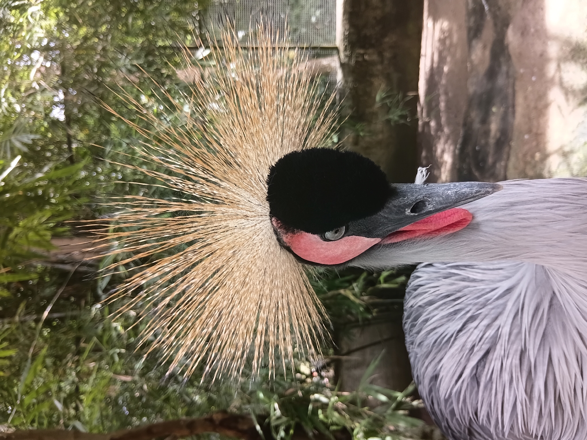 Grey Crowned Crane up close at a Chiang Mai aviary