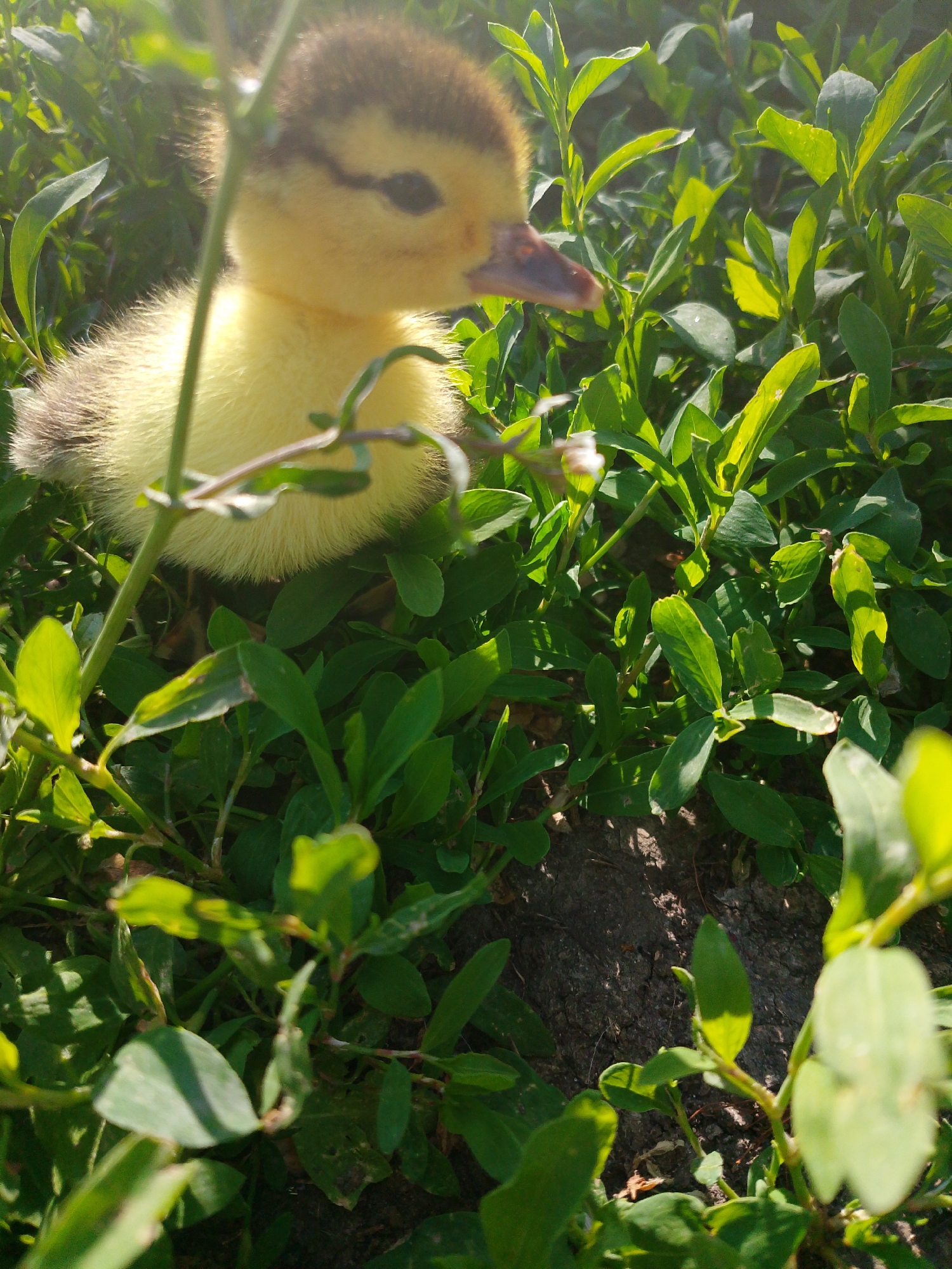 Farm animals observed in rural setting during afternoon