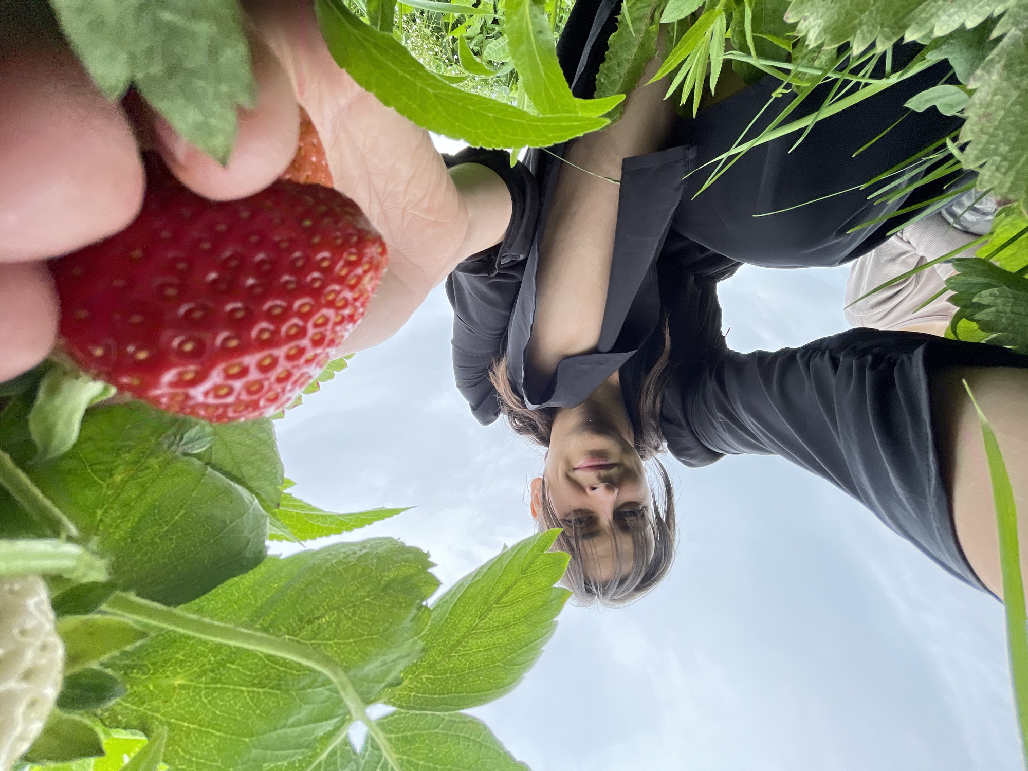 Strawberry picking and a stroll through a Russian field