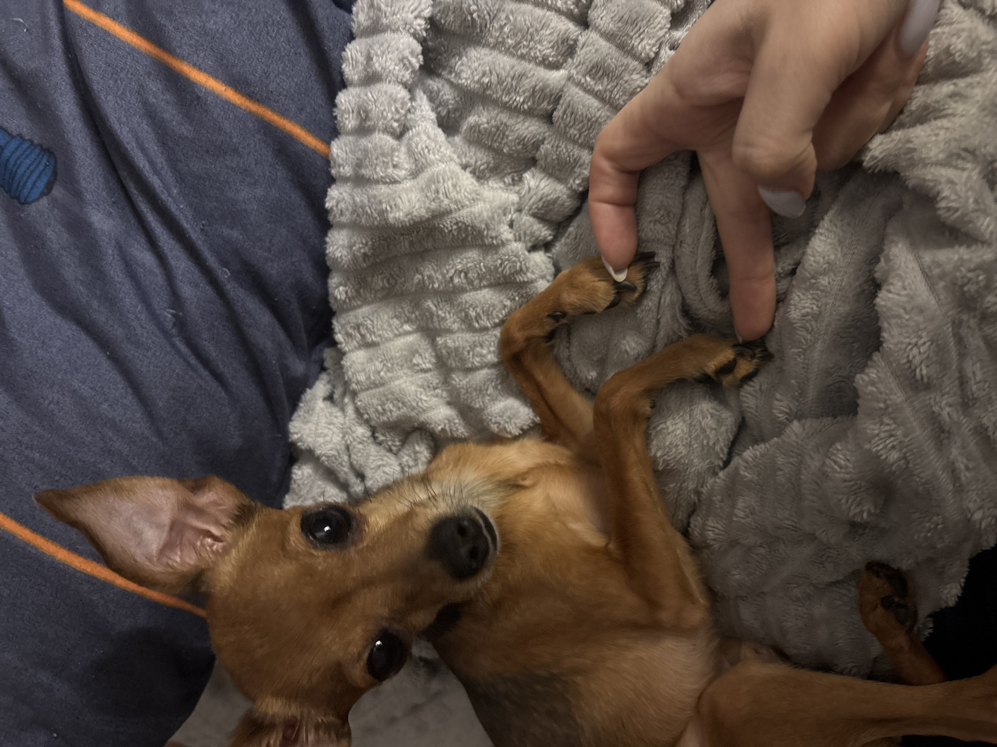 Small dog enjoys quiet evening in Chaikovsky home