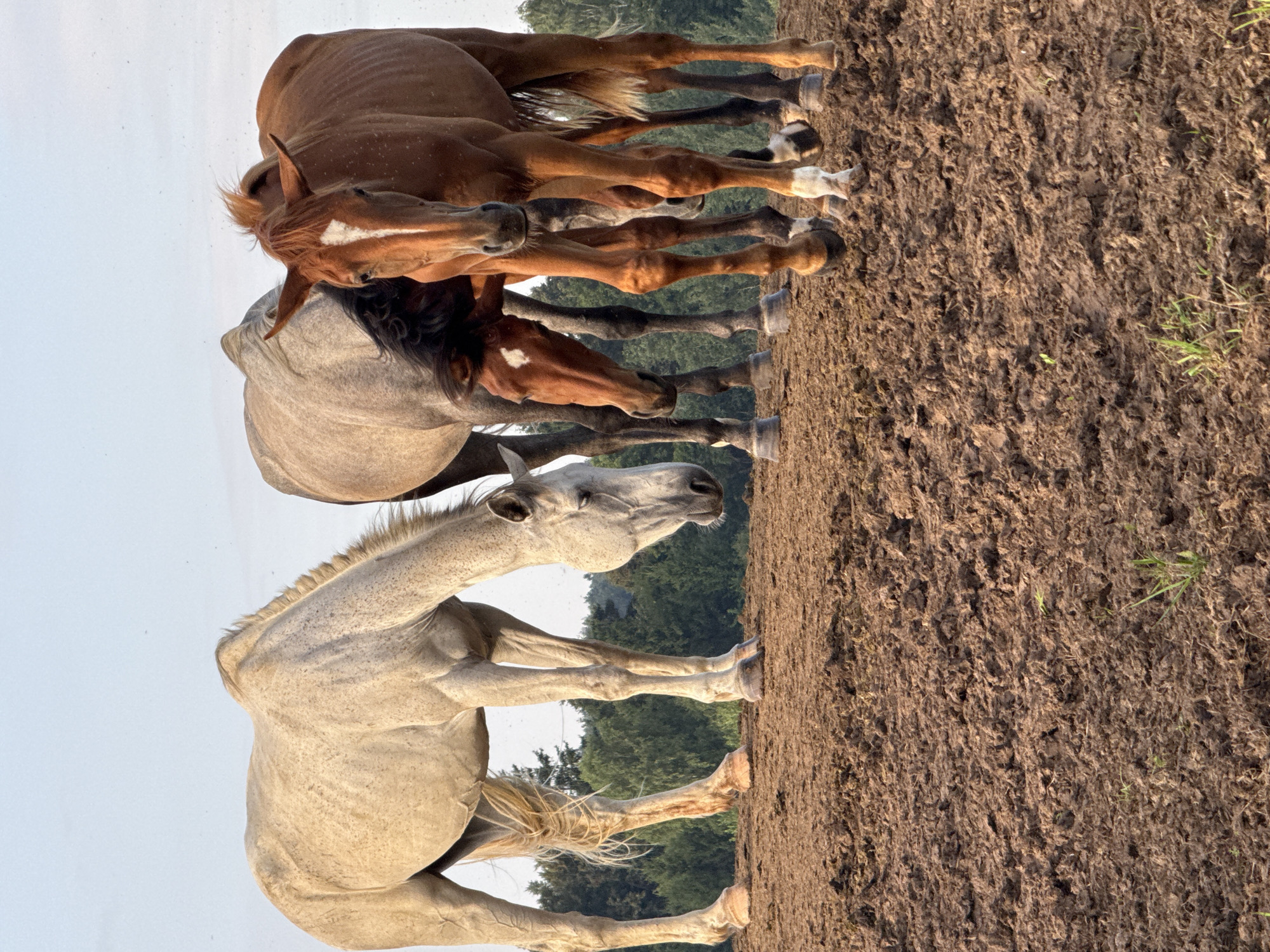 Horses in Lithuanian fields, one visibly underweight