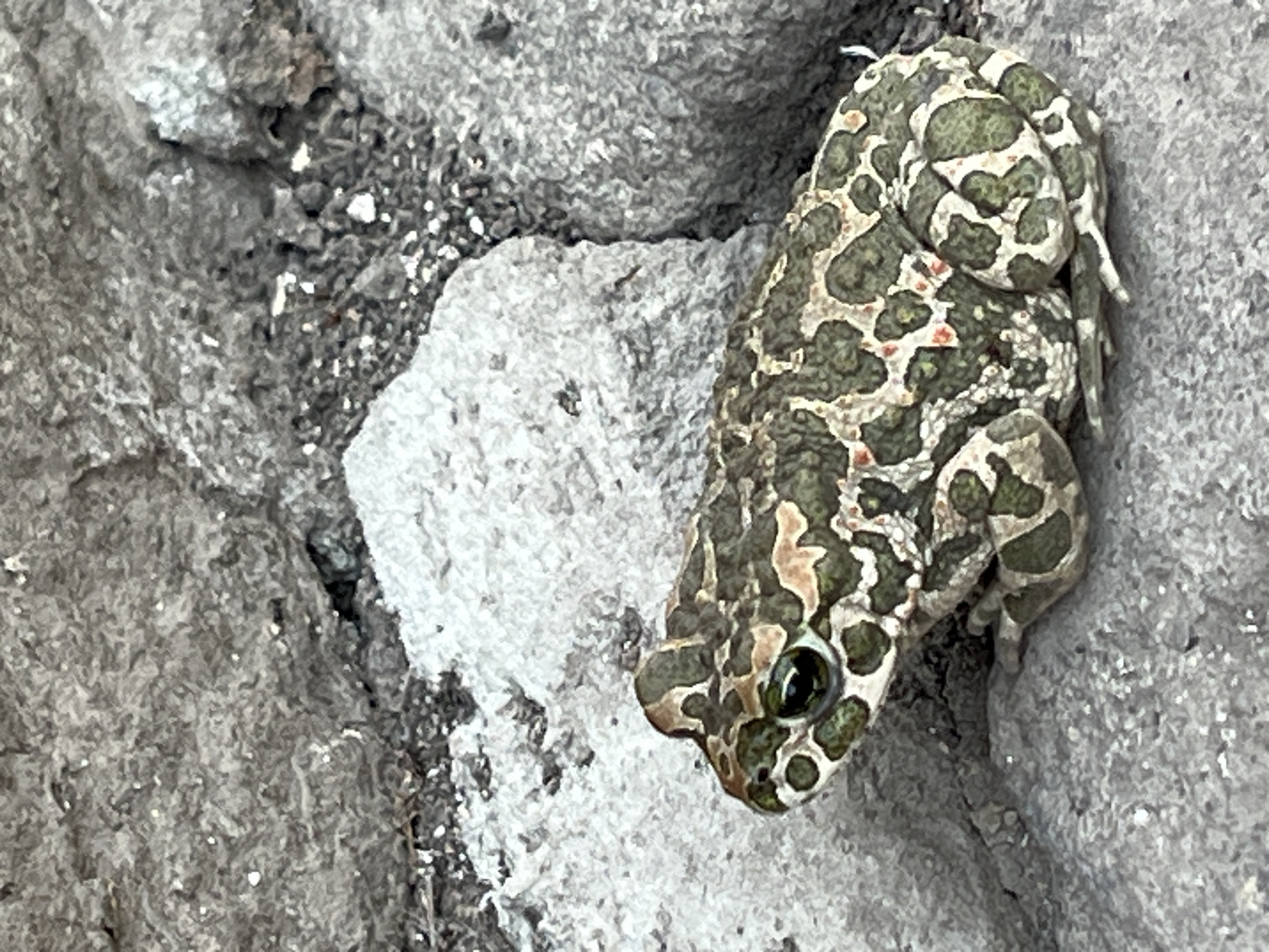 Frogs and toads on rocky ground at twilight, Ilavche
