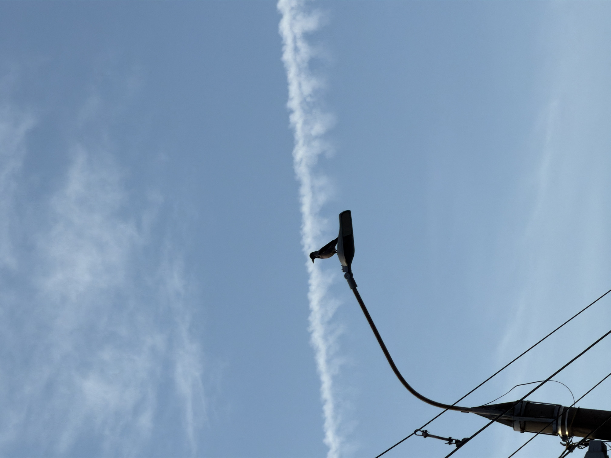 Everyday moments captured around Izhevsk: bird, car details, dashboard