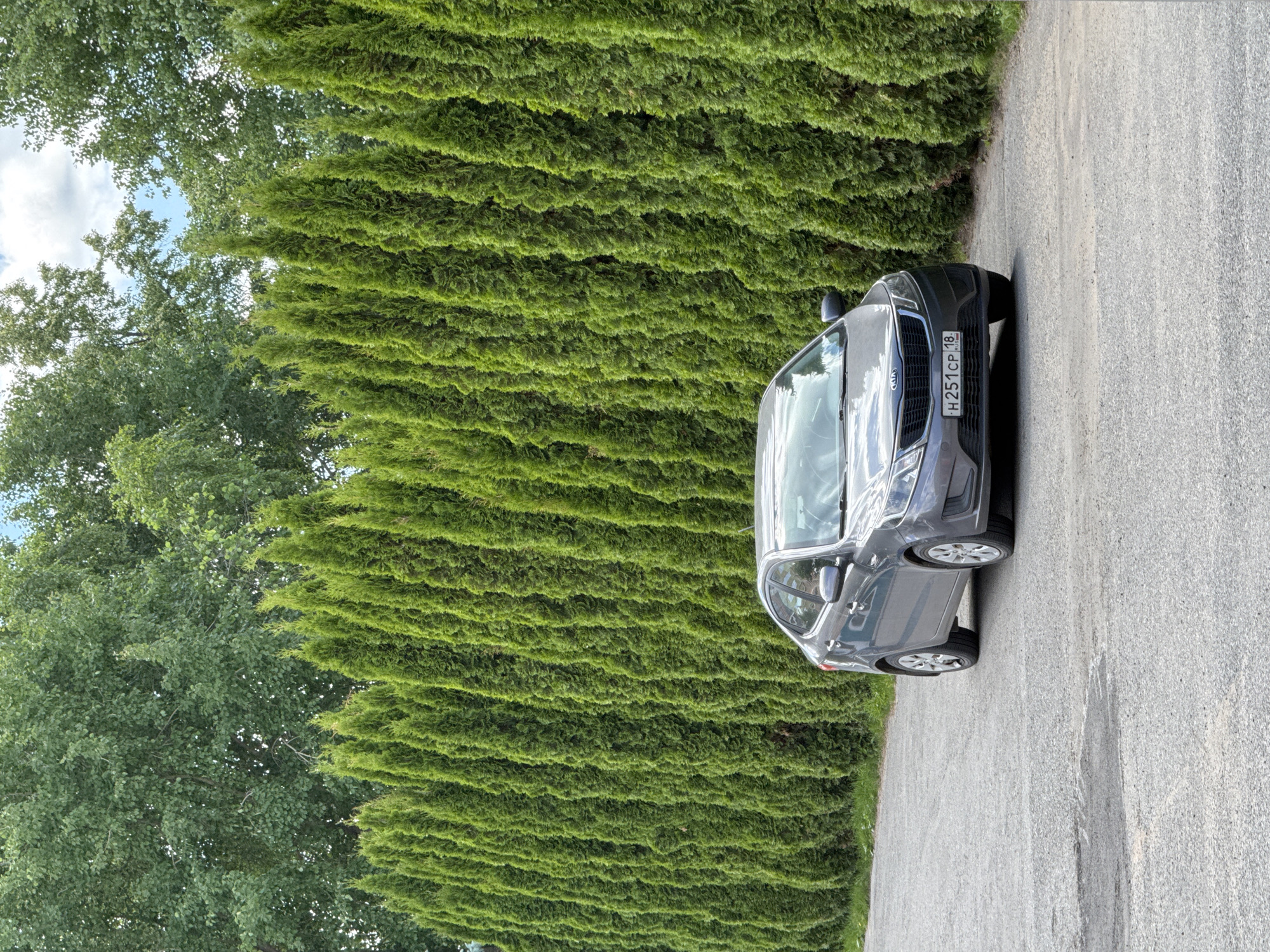 Gray Kia sedan parked near evergreen hedge in Izhevsk