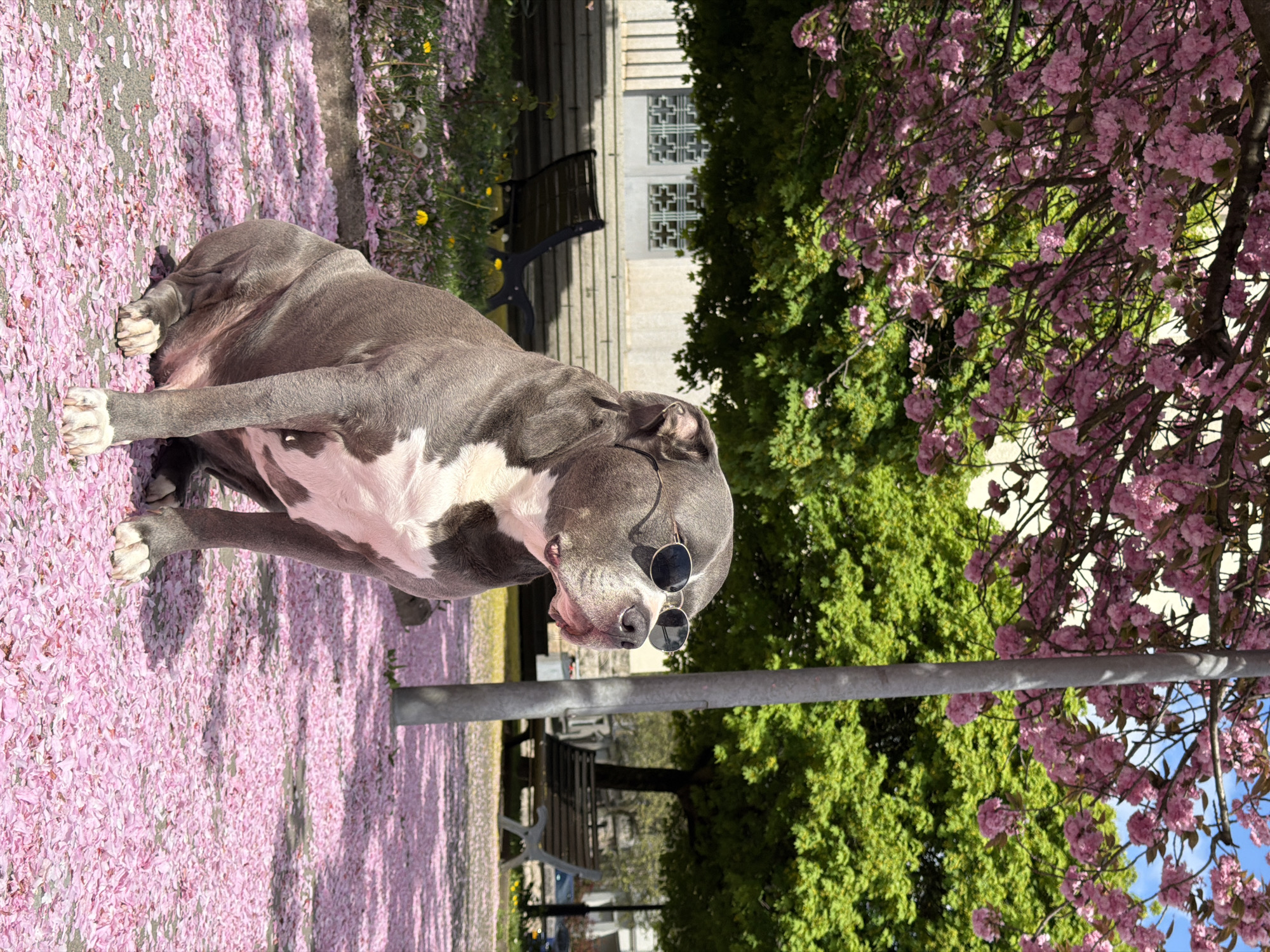 Sunglasses-wearing pit bull rests among cherry blossoms in Luxembourg