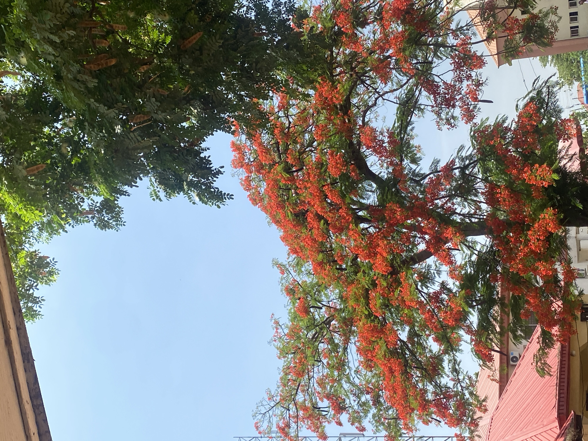 Street-level view of trees and buildings documented in Bwari