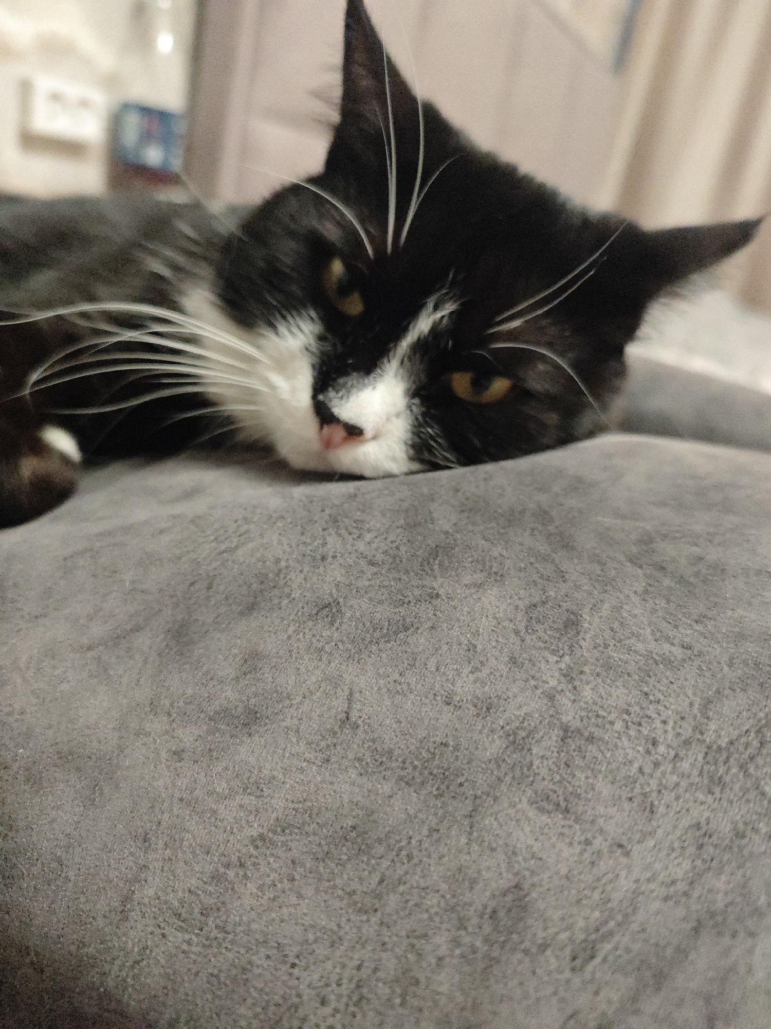 Lazy afternoon with a black and white cat and rooftop views
