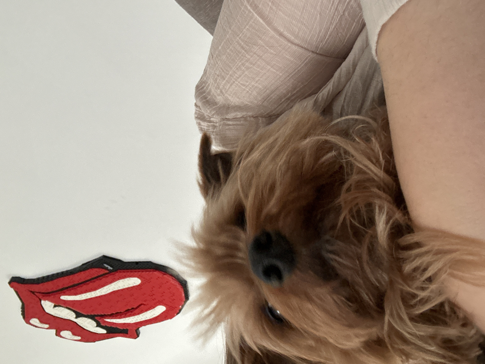 Yorkshire Terrier photographed in Ramat Gan, Israel