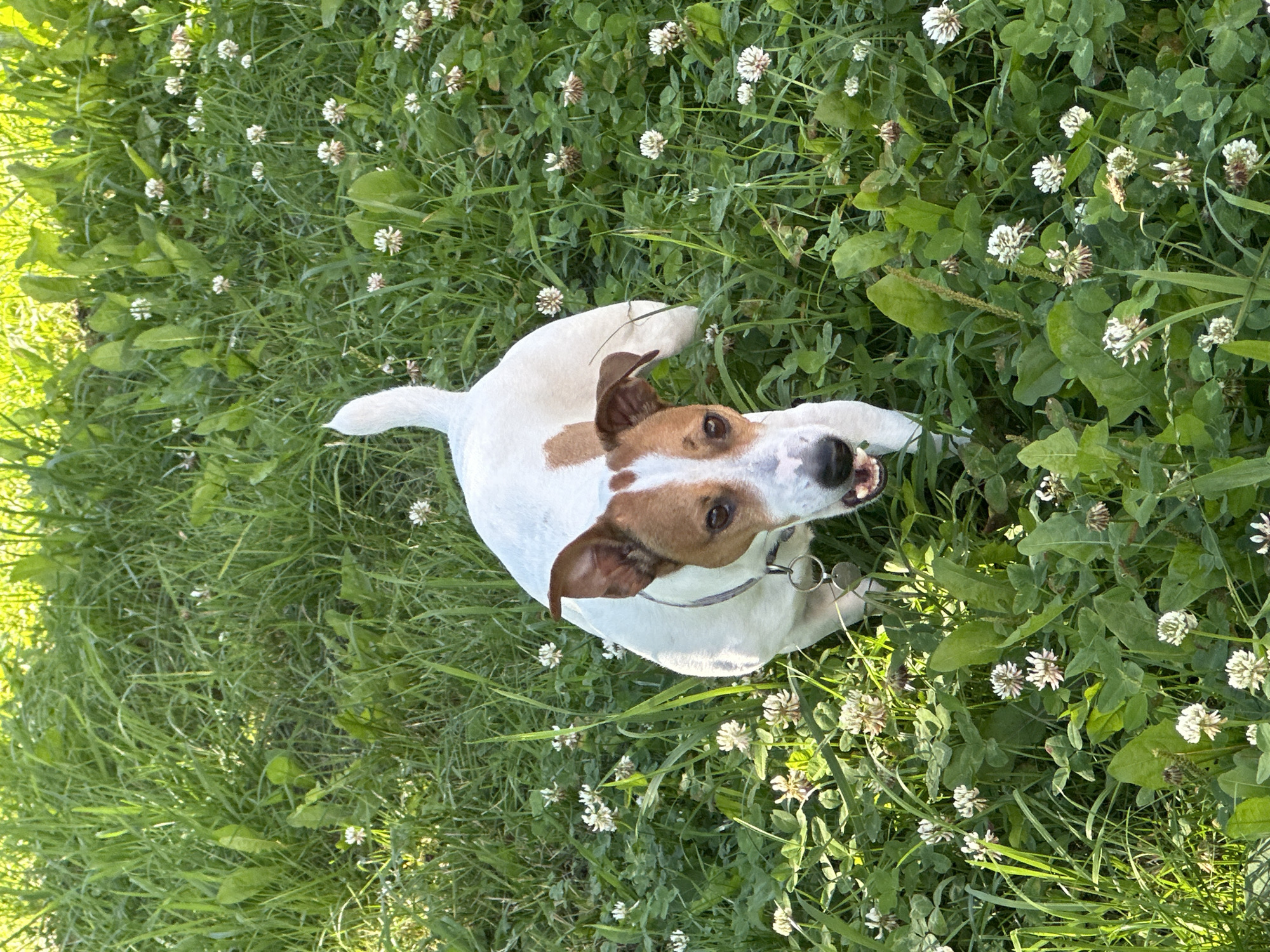 Jack Russell Terrier afternoon in a Minsk residential courtyard