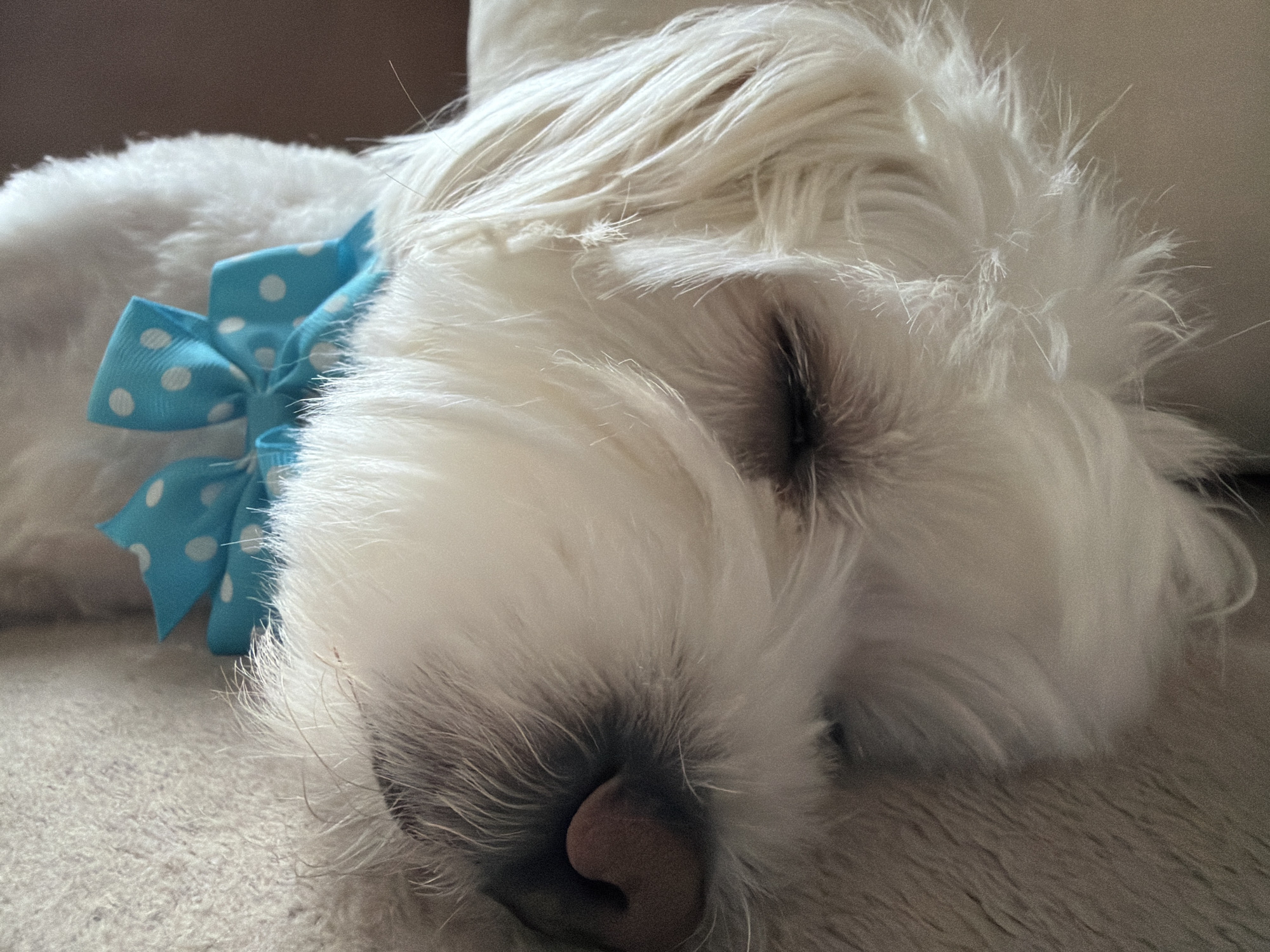 Fluffy white dog with polka-dot bow sleeps peacefully