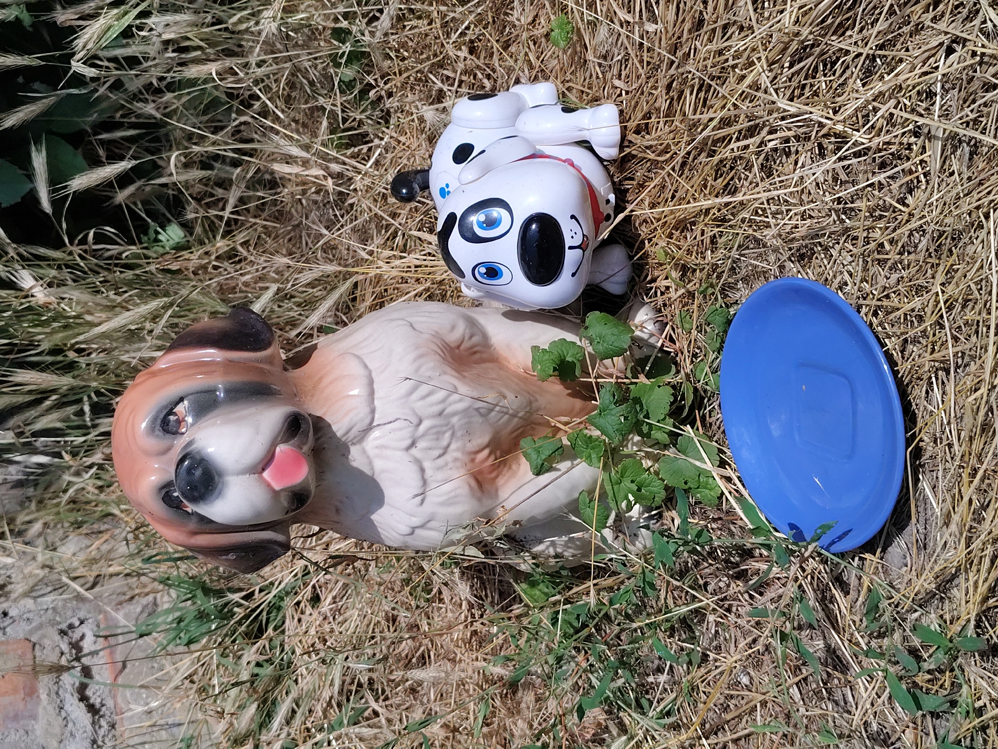 Backyard animals and quiet domestic scenes in Vinnytsia
