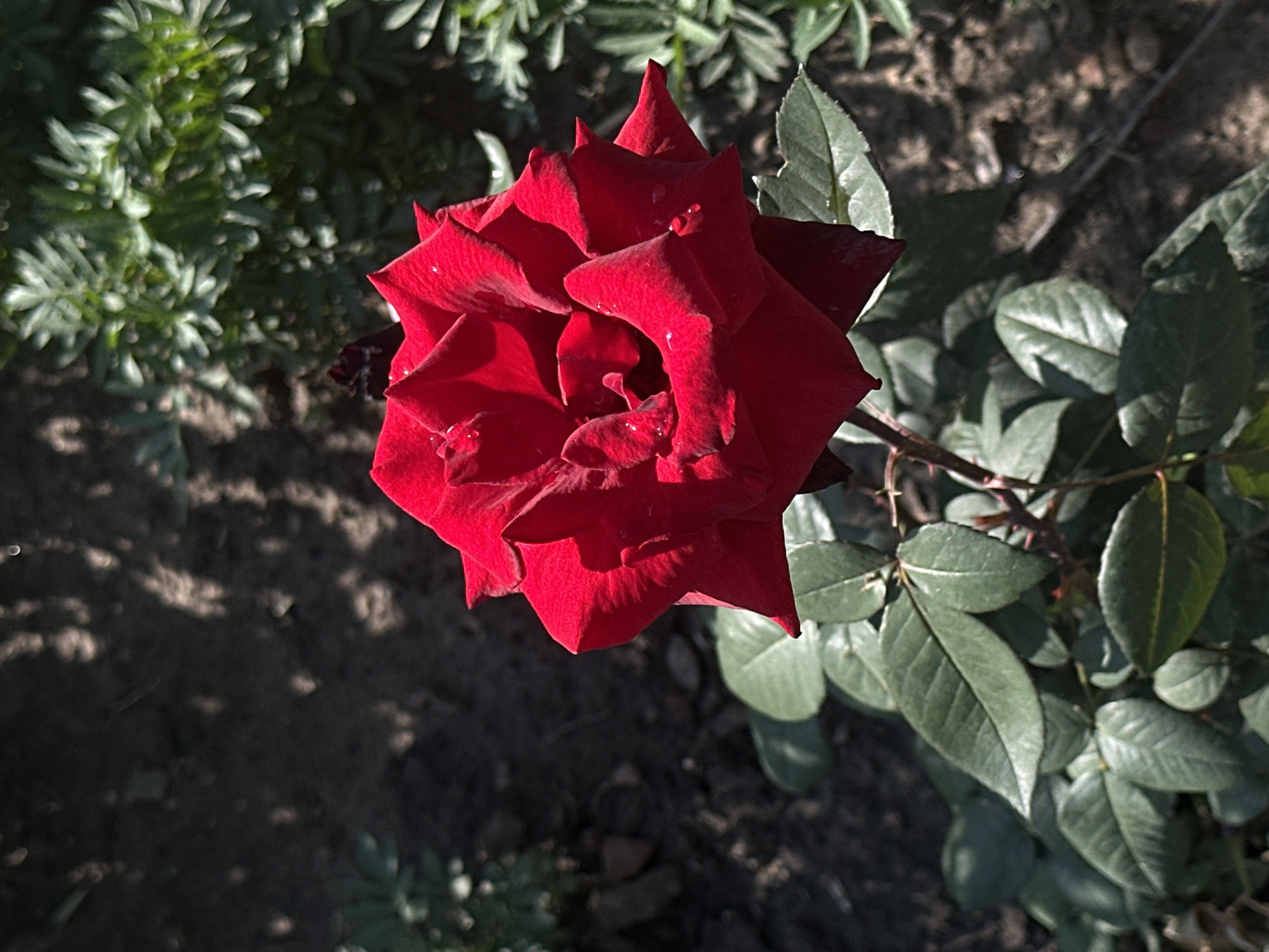 Garden close-ups, pollinators, and fresh produce from one afternoon